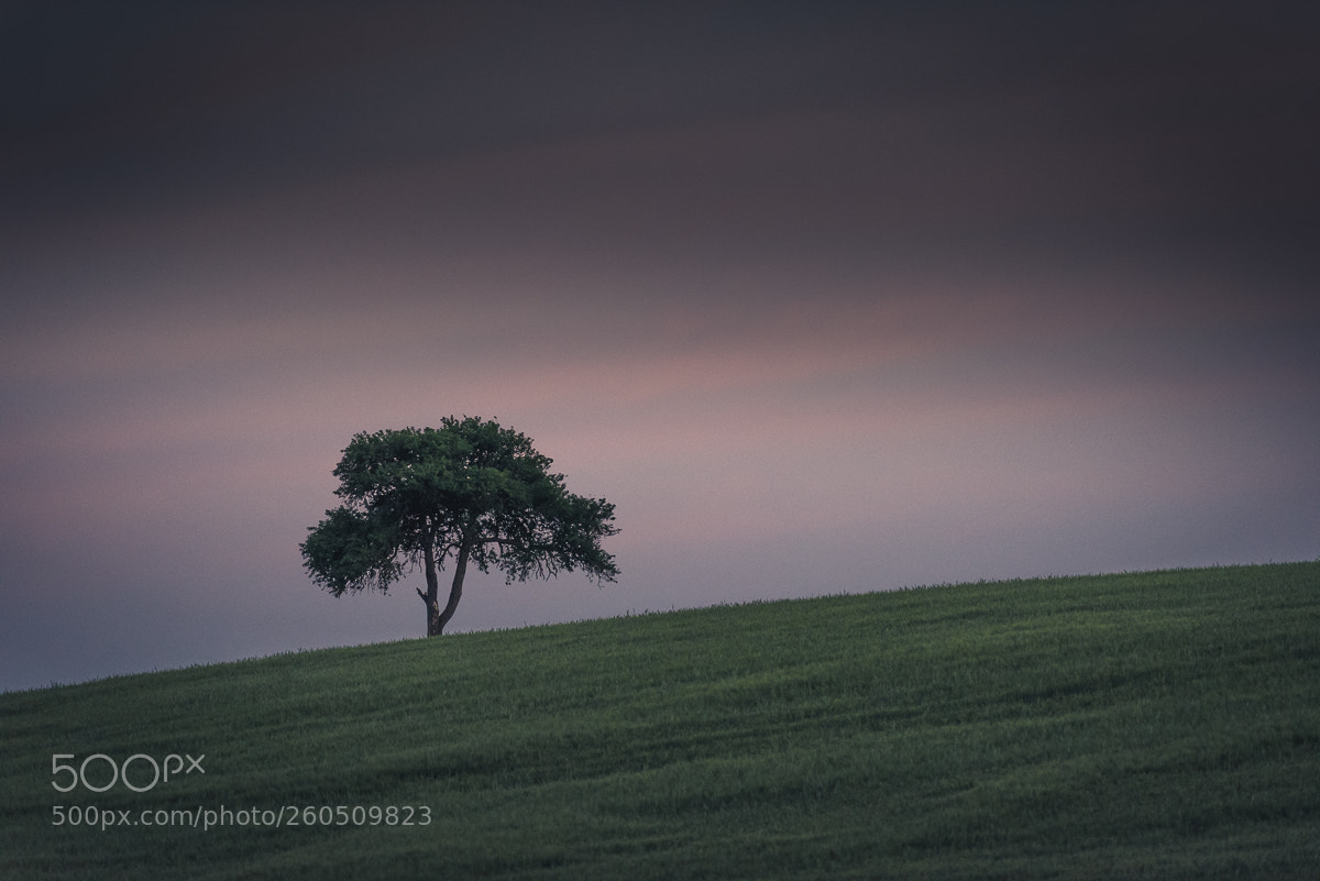 Nikon D750 sample photo. The tree photography