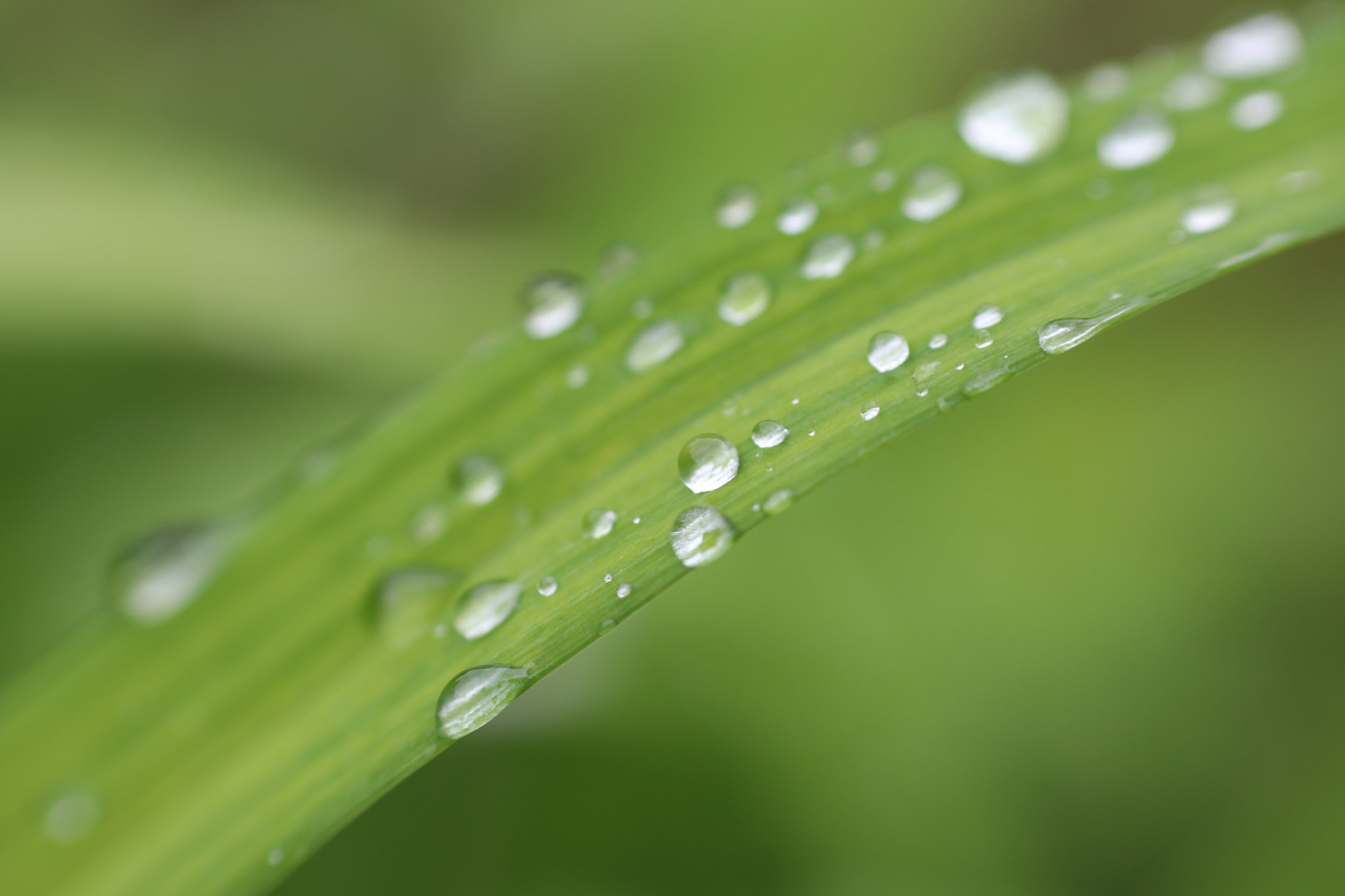 Canon 50mm sample photo. Morning drops photography