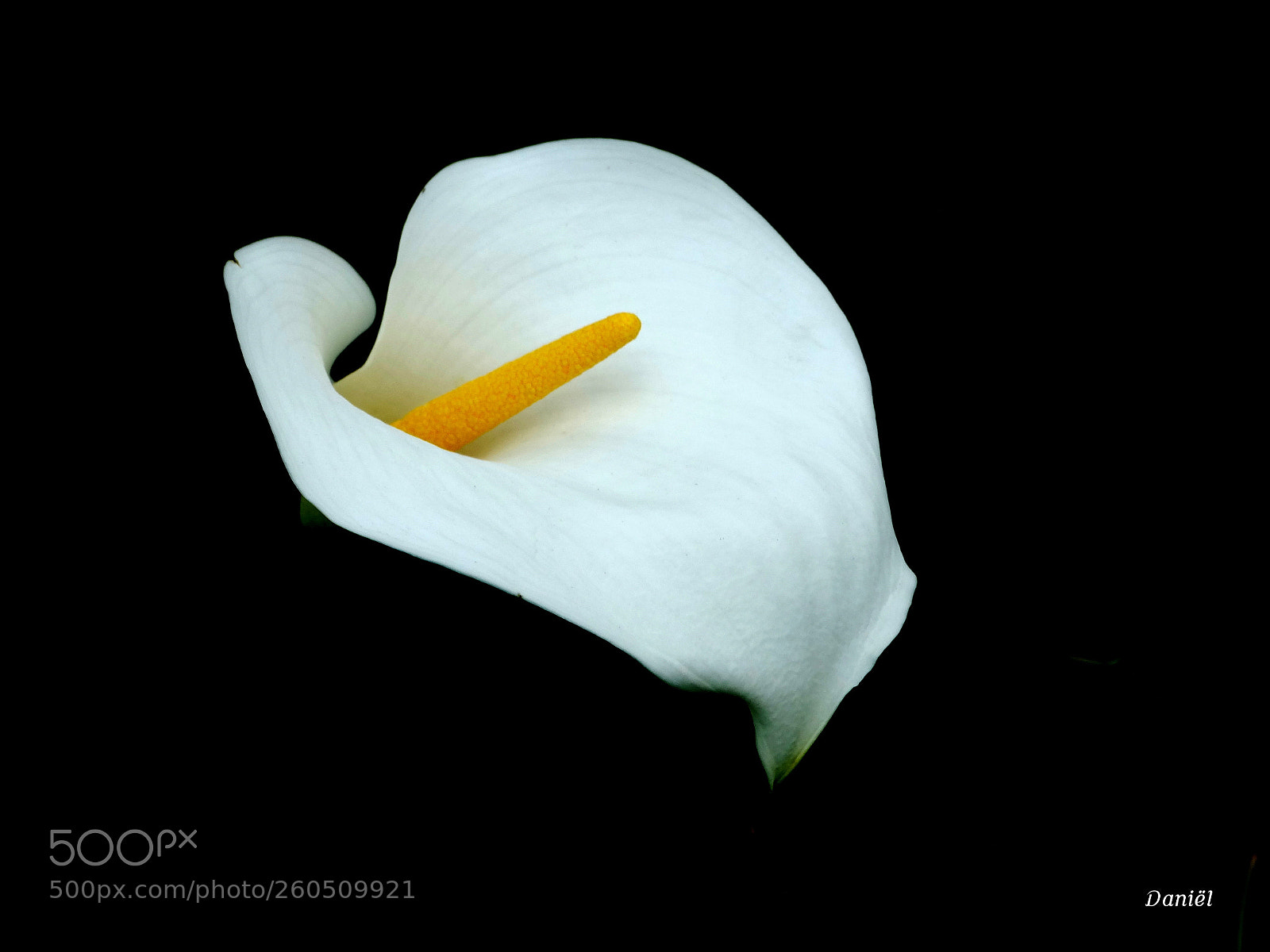 Sony Cyber-shot DSC-HX300 sample photo. Arendskelk - arum photography