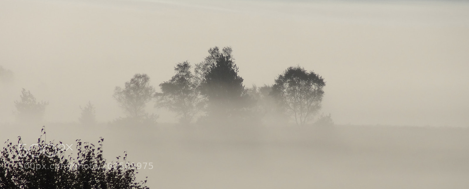 Sony Cyber-shot DSC-HX9V sample photo. Chobham common misty morning photography
