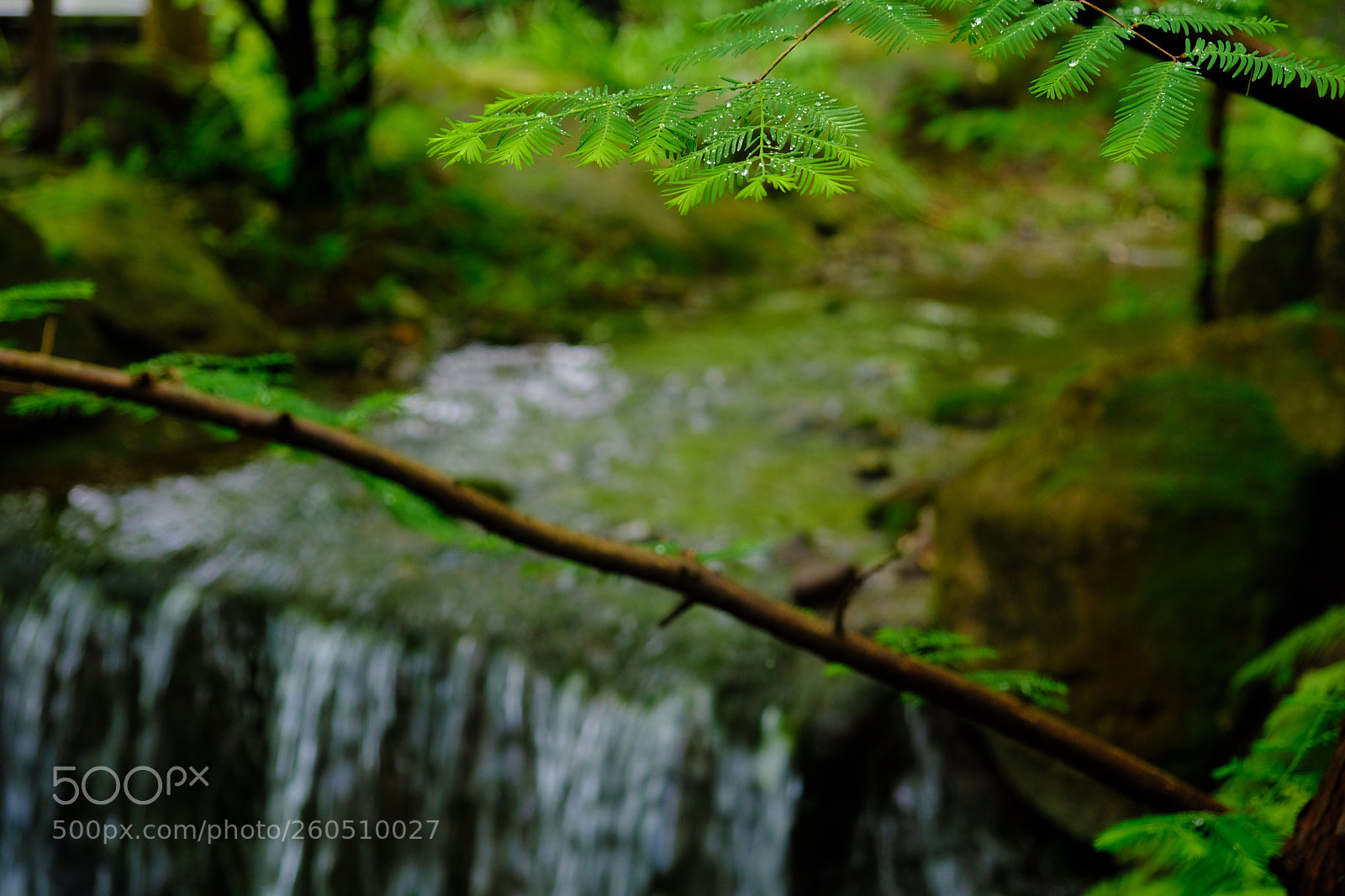 Fujifilm X-T20 sample photo. Art of nature photography