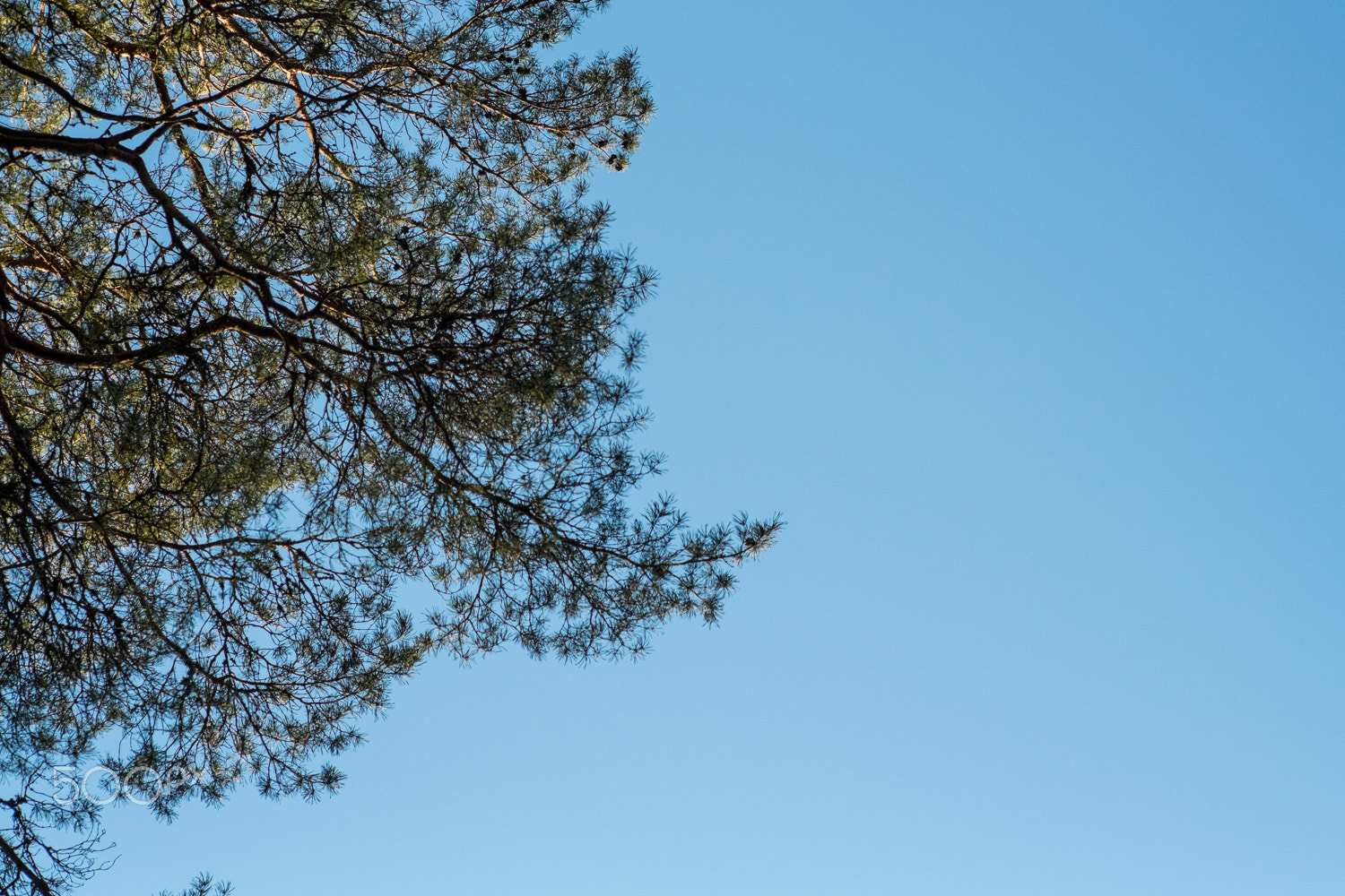 Fujifilm X-Pro1 sample photo. Stretch high photography
