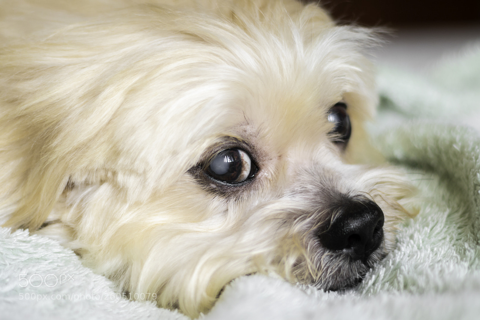 Canon EOS 80D sample photo. After the bath photography