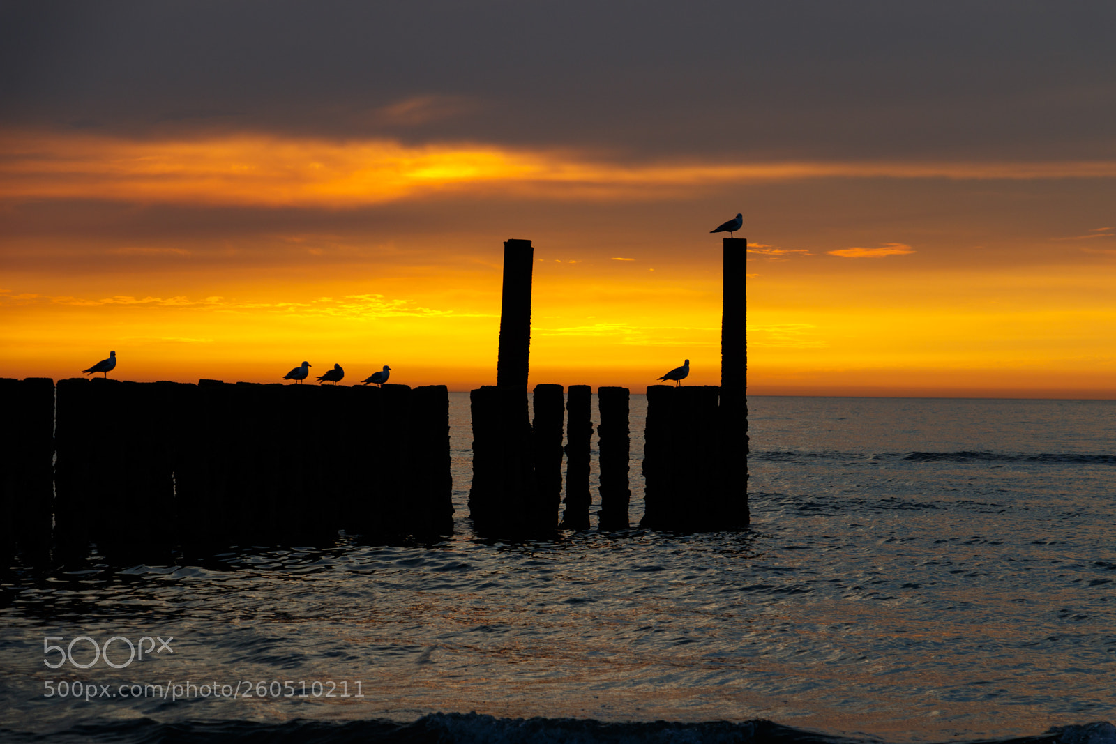 Canon EOS 80D sample photo. Birds, birds birds... photography