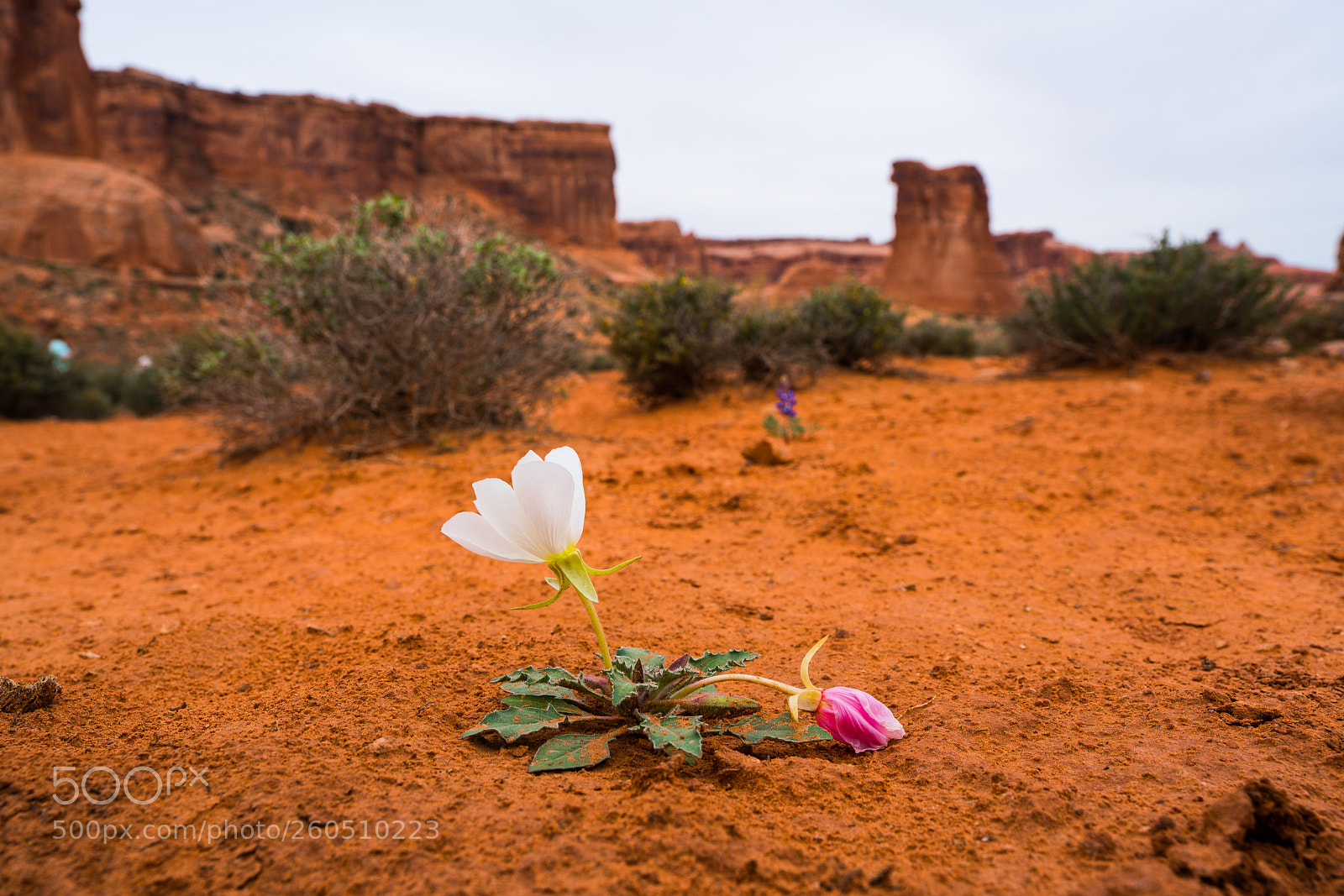 Sony a7R II sample photo. Dsc00735 photography