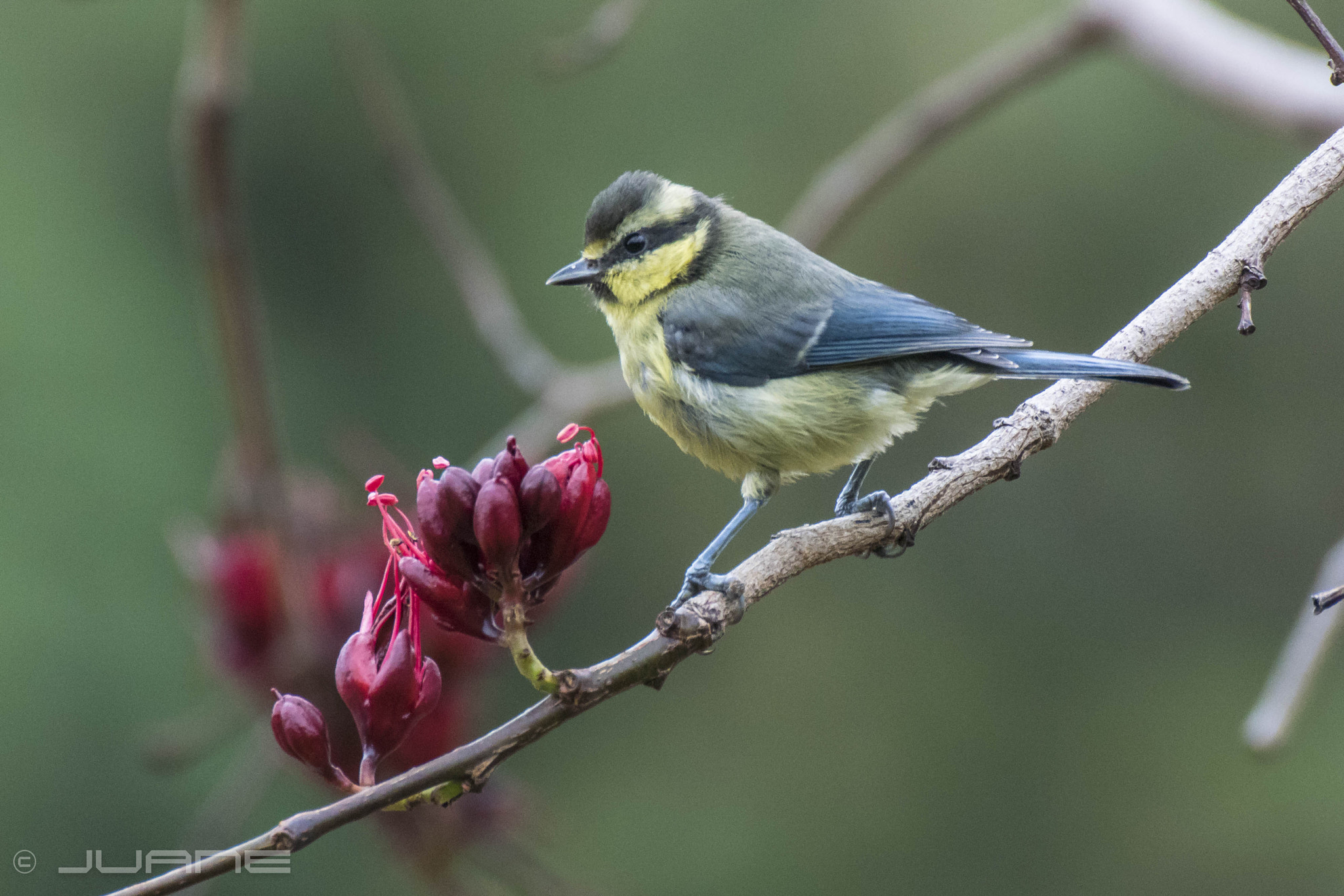 Nikon 1 V3 sample photo. Herrerillo canario (cyanistes teneriffae hedwigae) photography
