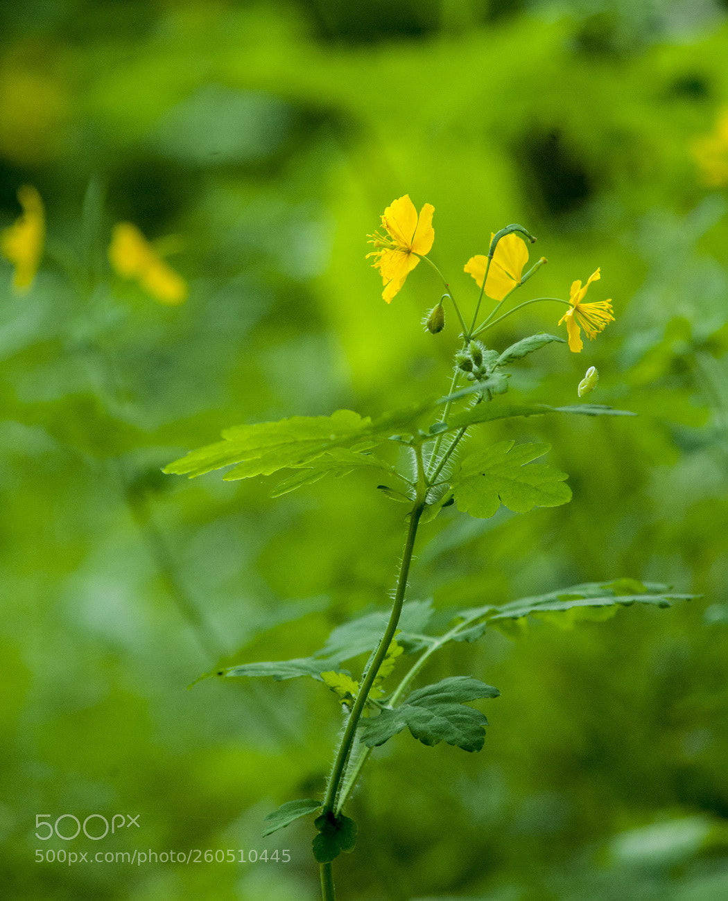 Nikon D700 sample photo. Resize photography