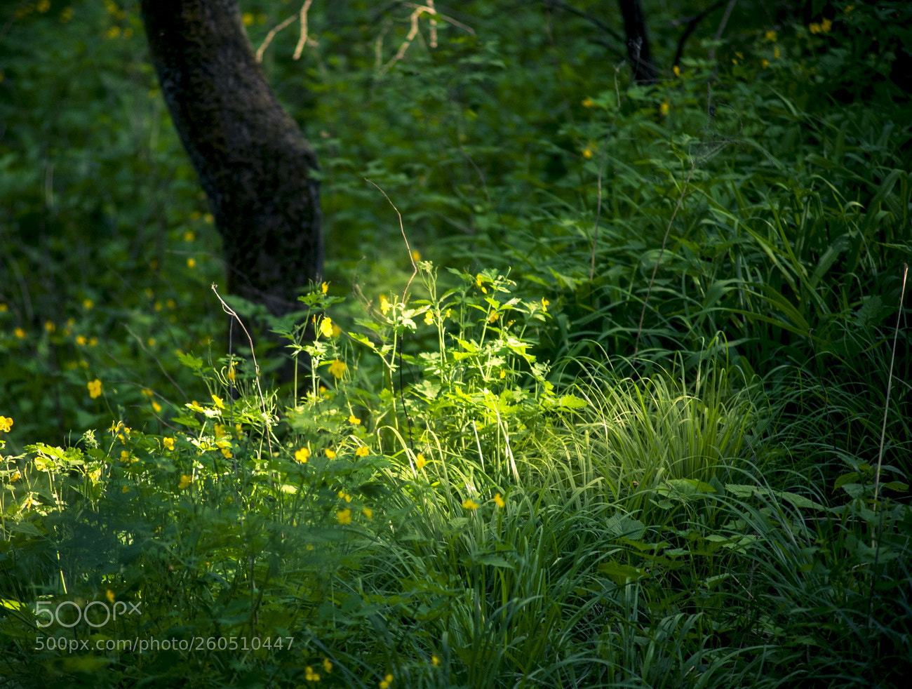 Nikon D700 sample photo. Resize photography