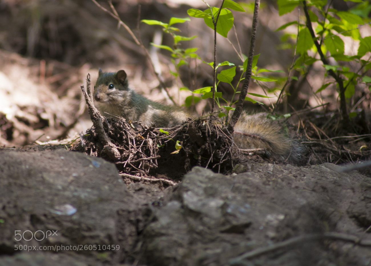 Nikon D700 sample photo. Resize photography