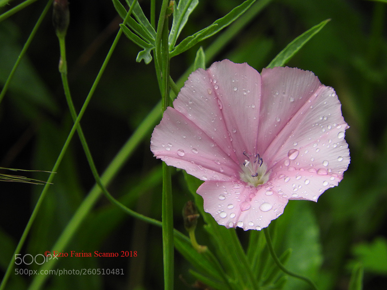Nikon Coolpix P610 sample photo. Bicchierino photography