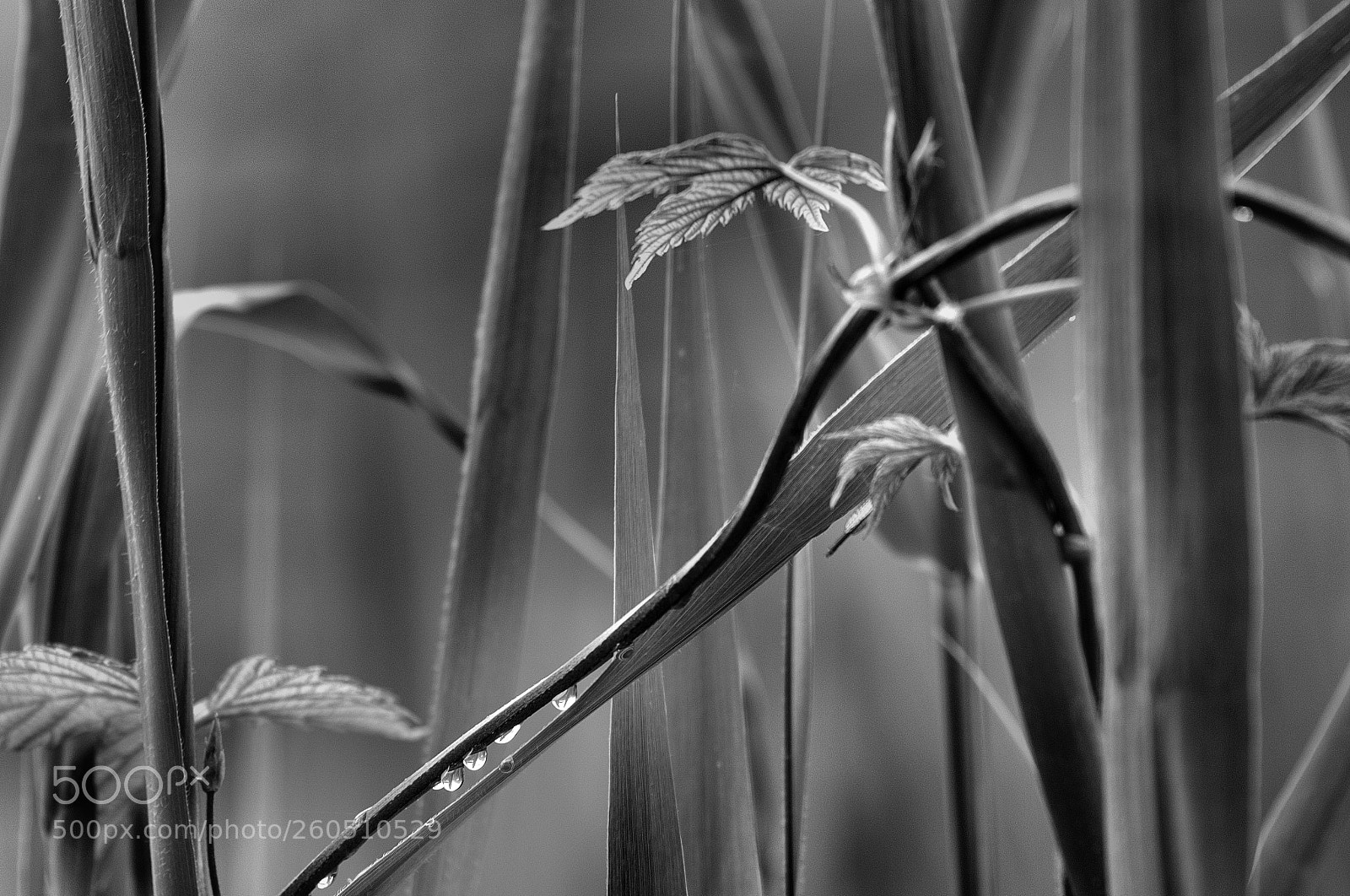 Pentax K-5 sample photo. Untitled photography