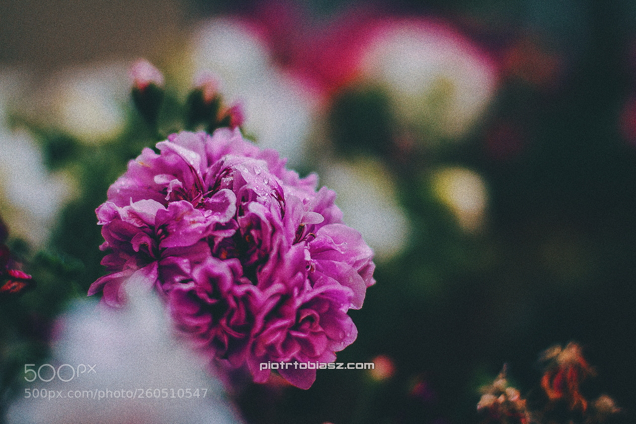 Canon EOS 7D sample photo. Pink. photography
