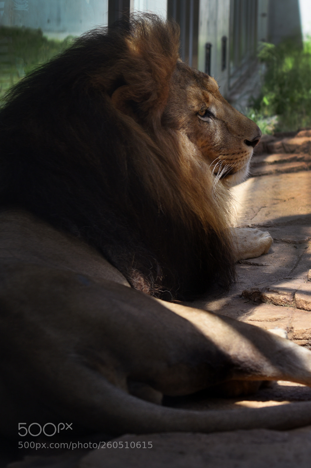 Nikon D750 sample photo. Lion photography