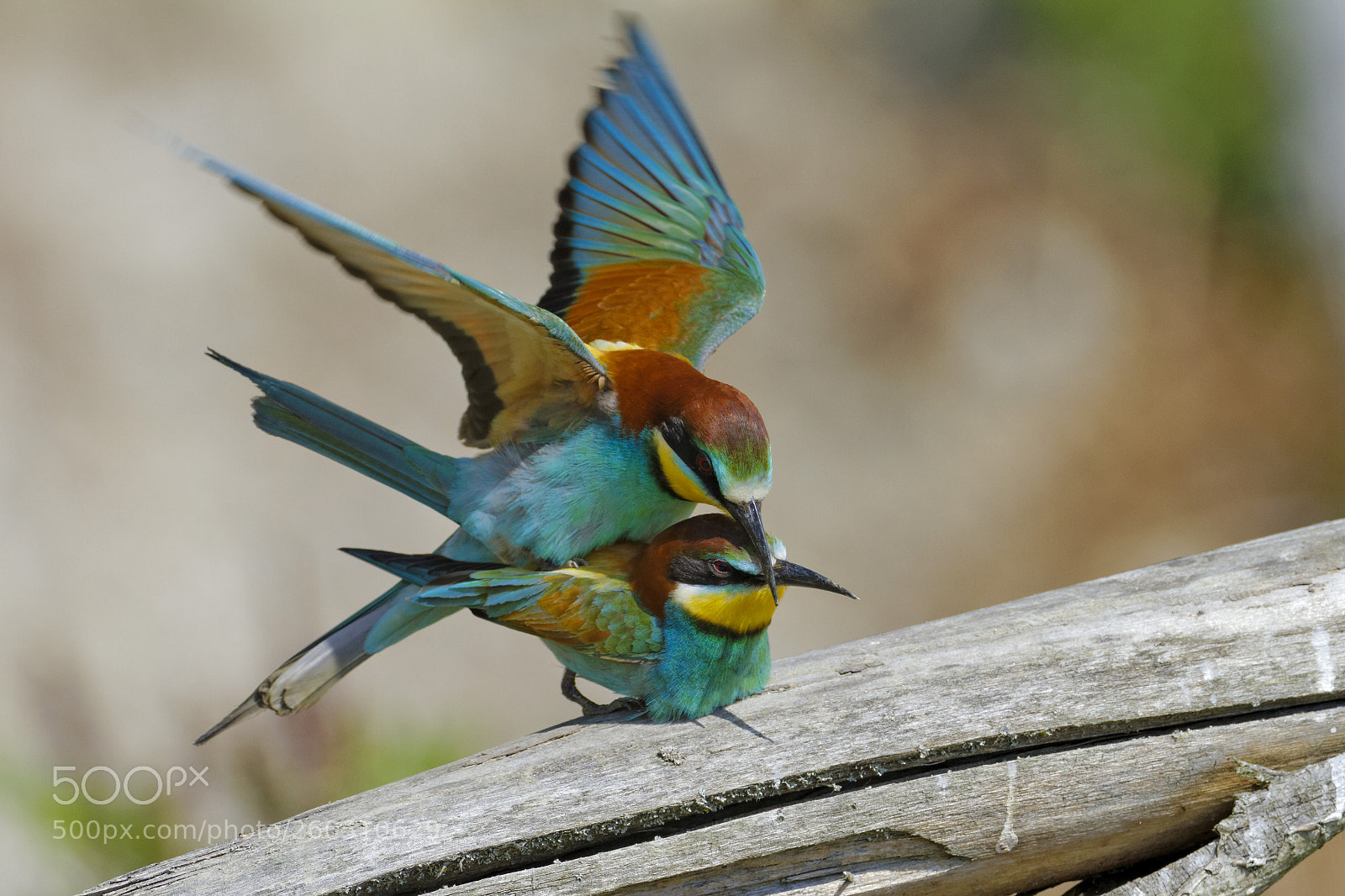 Canon EOS 7D sample photo. Mating in color photography