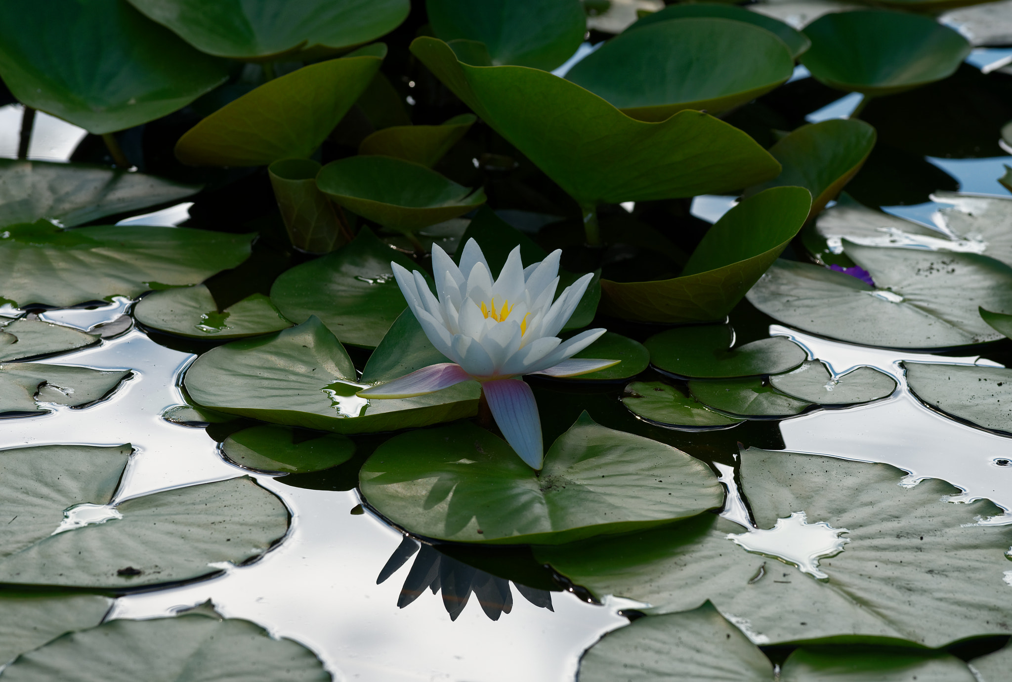 Nikon AF-S Nikkor 70-200mm F4G ED VR sample photo. Water lilly in the morning photography