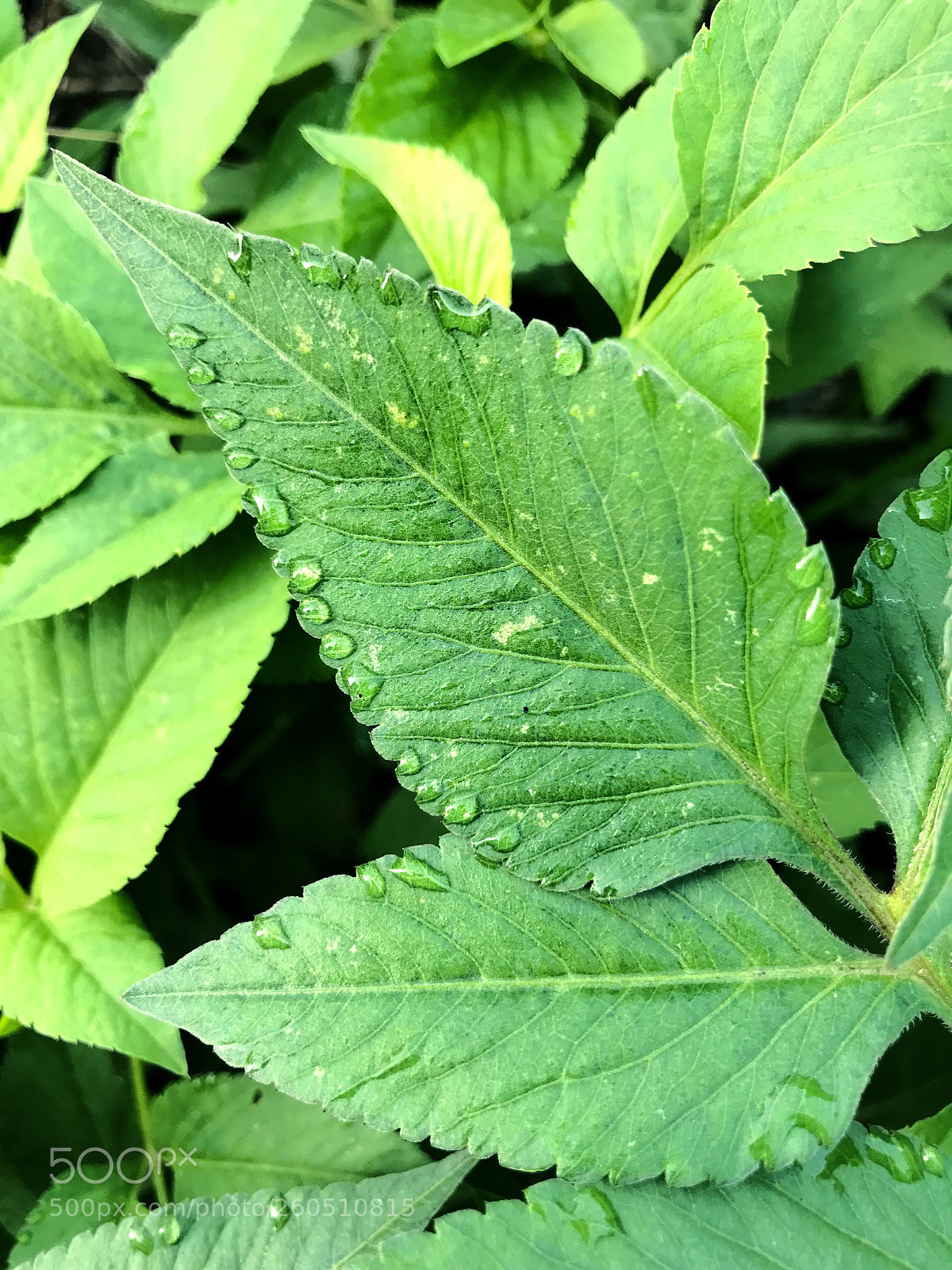 Apple iPhone 7 sample photo. Drops on the leaves 11 photography