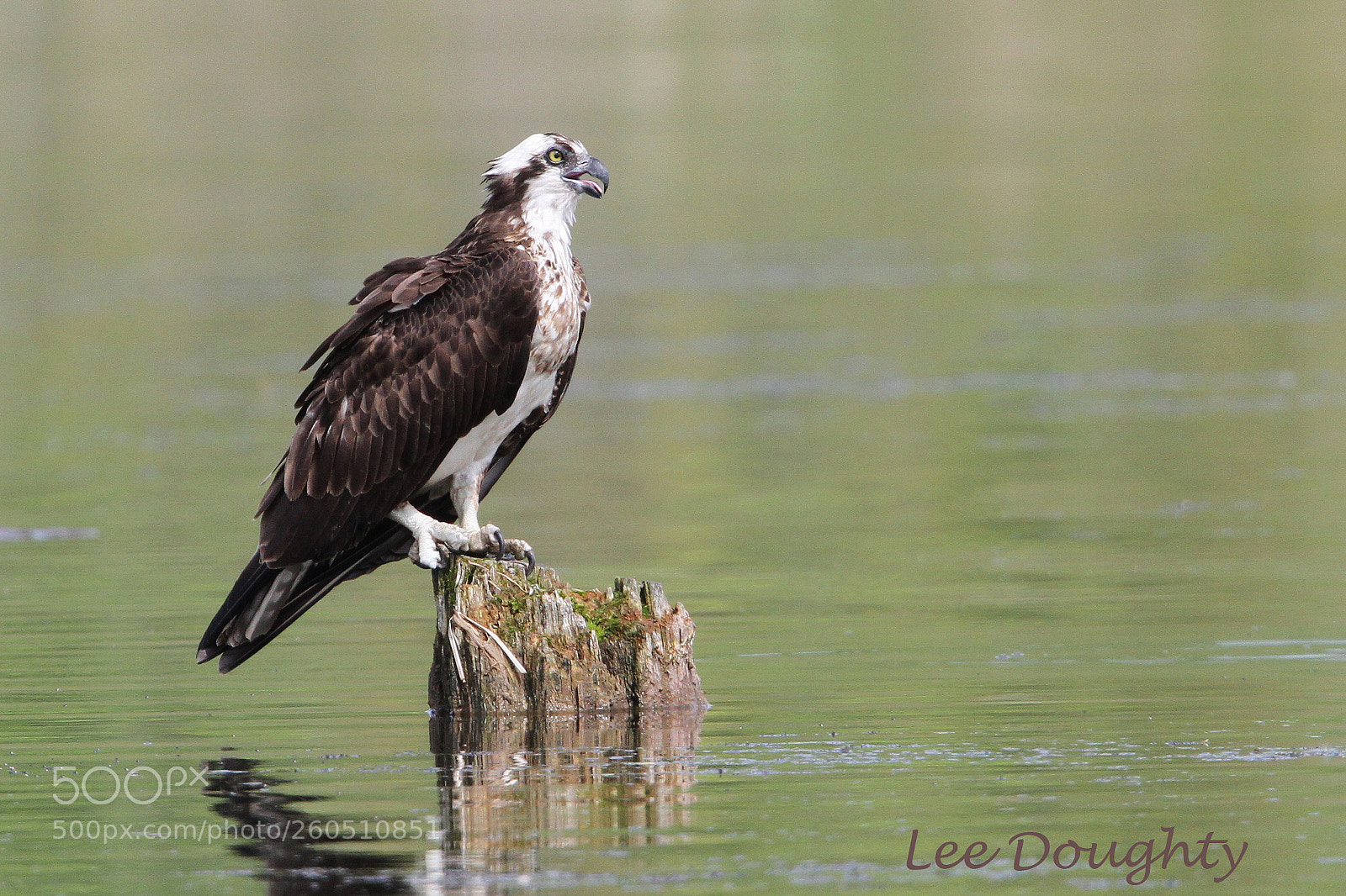 Canon EOS 7D sample photo. Osprey photography