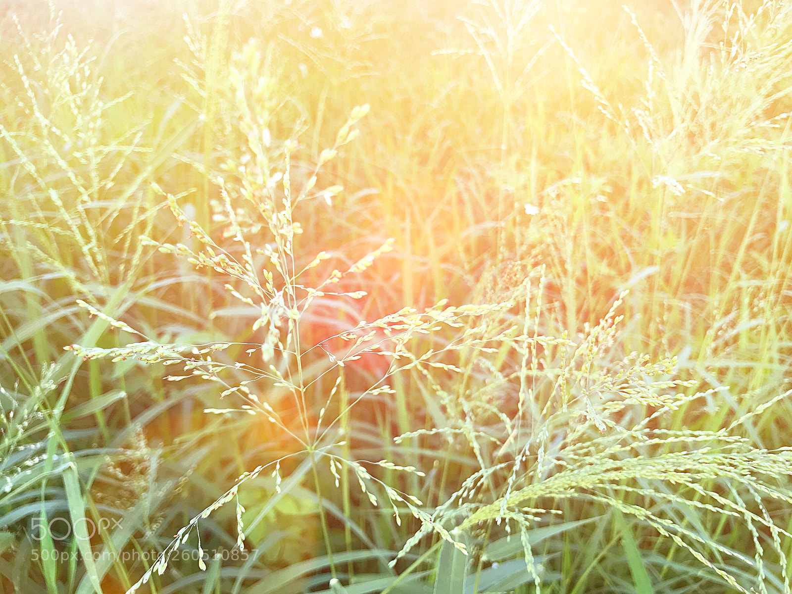 Apple iPhone 7 sample photo. Light beauty in nature photography