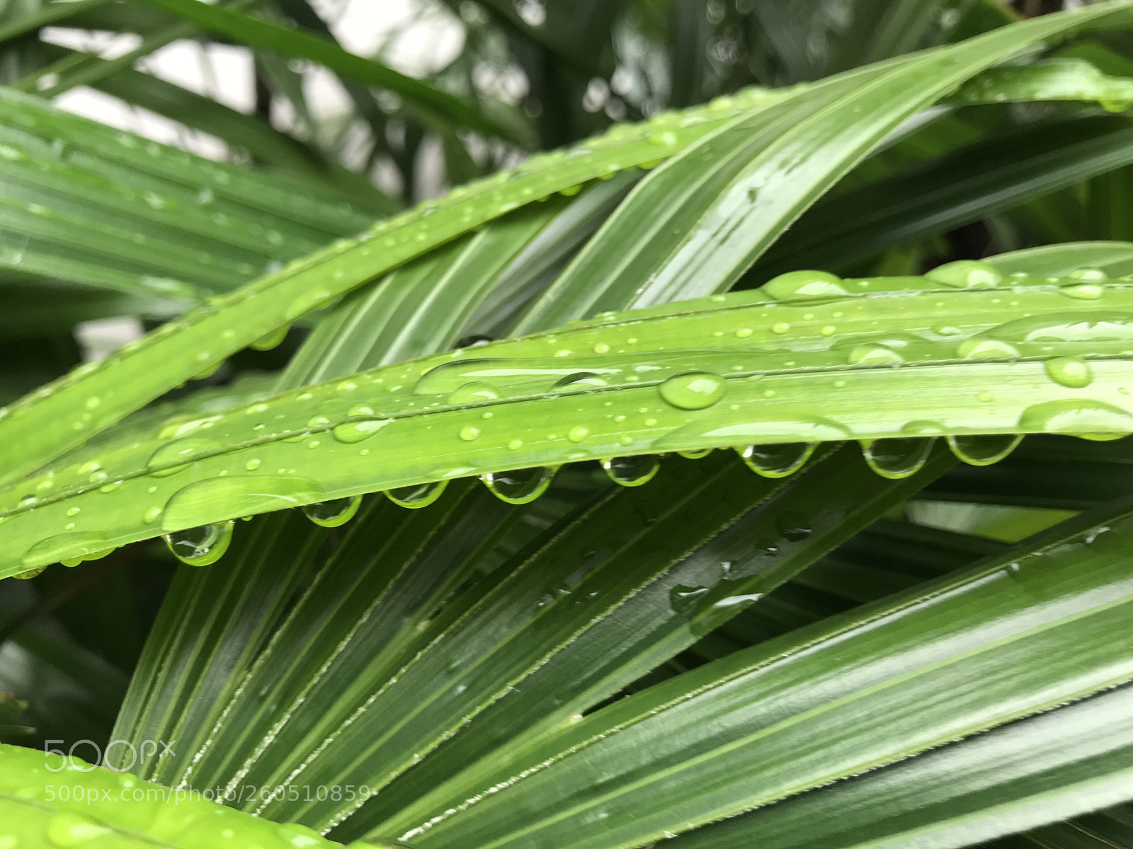 Apple iPhone 7 sample photo. Drops on the leaves 17 photography