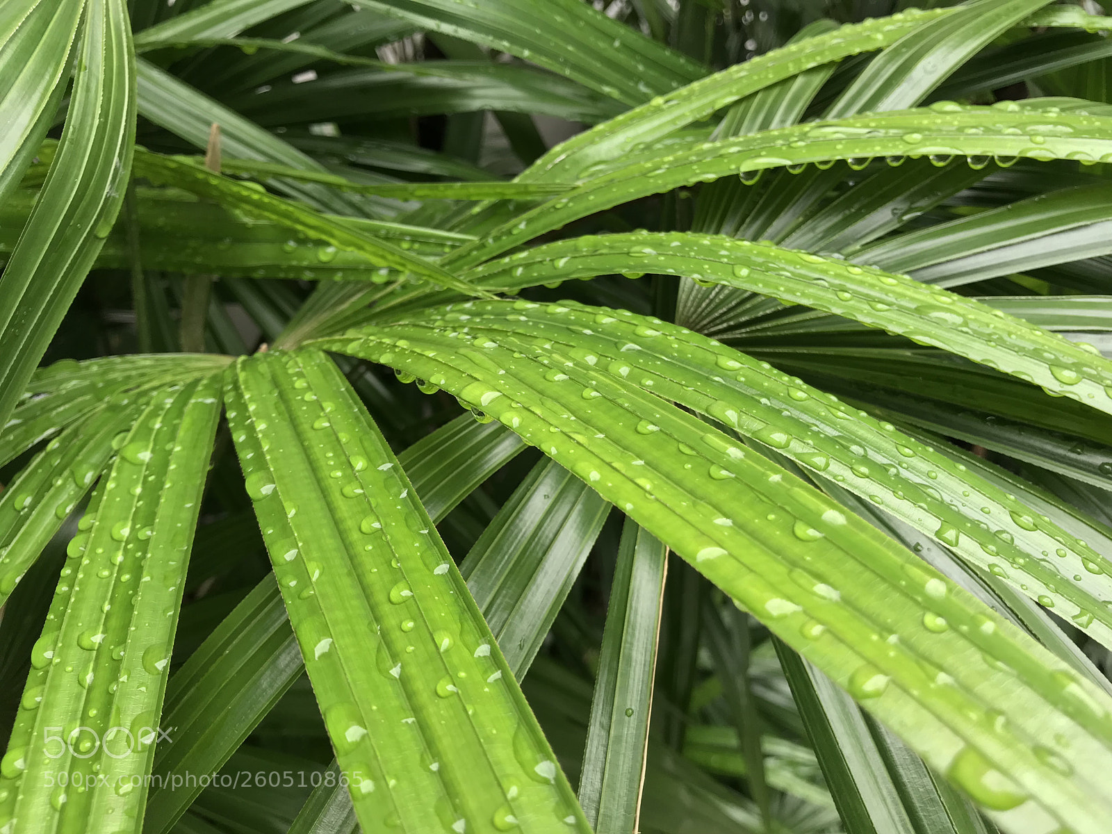 Apple iPhone 7 sample photo. Drops on the leaves 16 photography