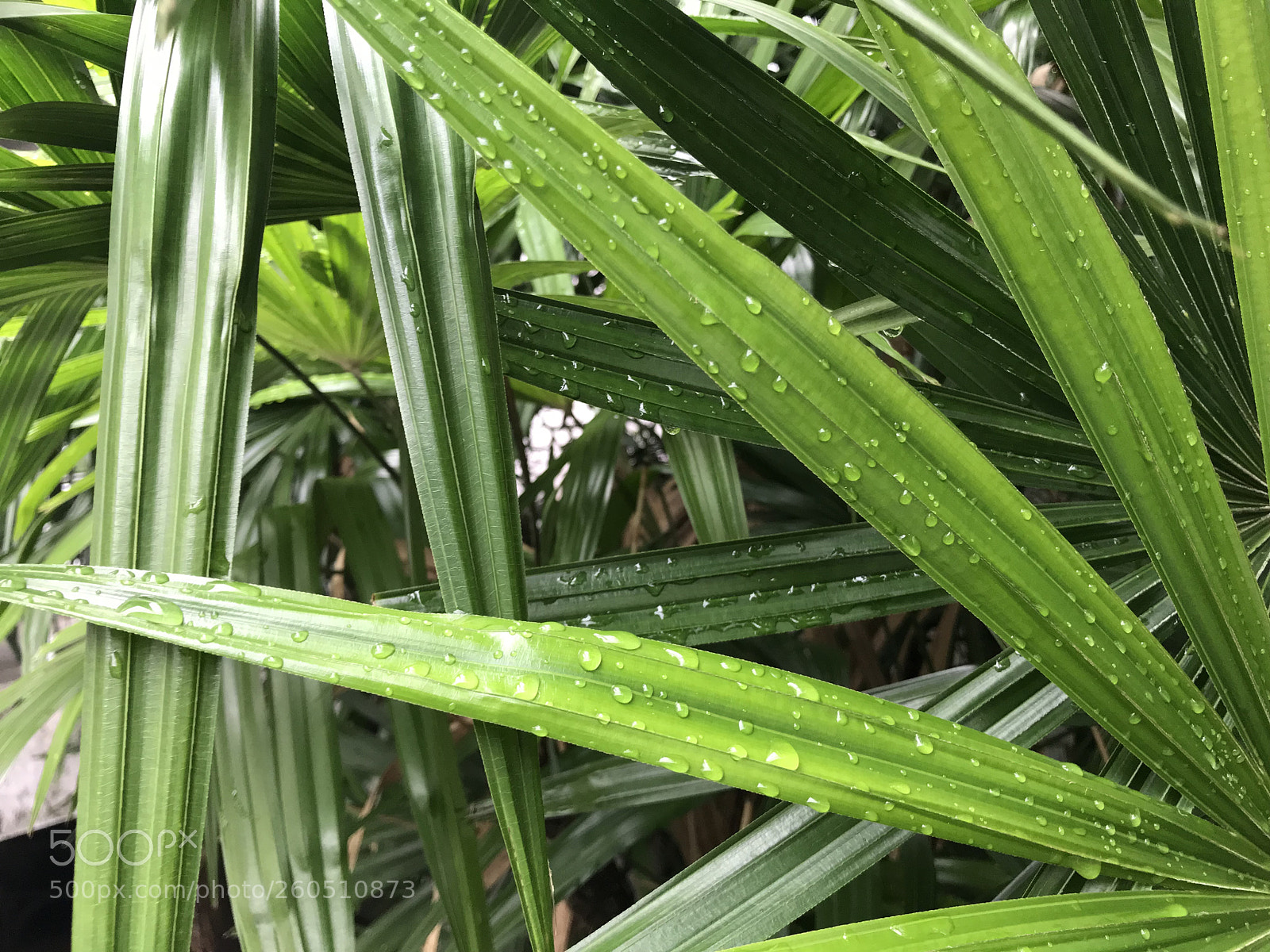 Apple iPhone 7 sample photo. Drops on the leaves 15 photography