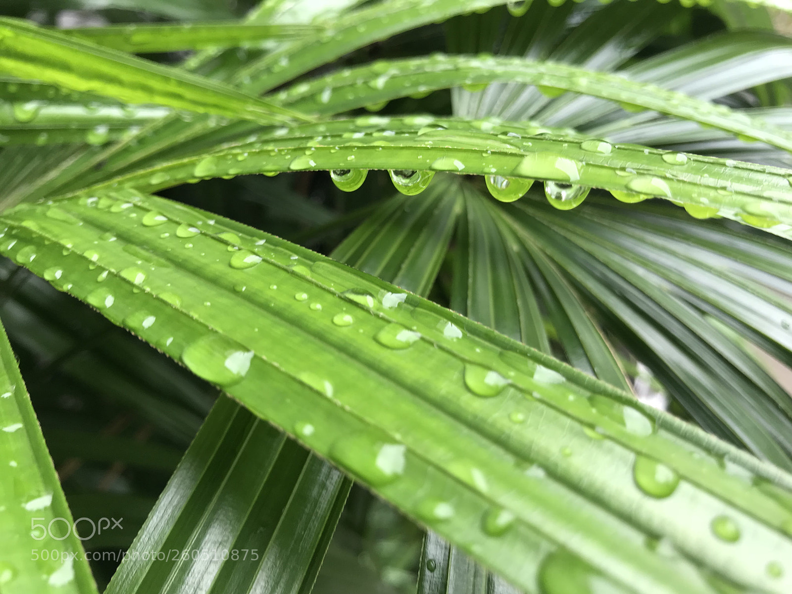 Apple iPhone 7 sample photo. Drops on the leaves 18 photography