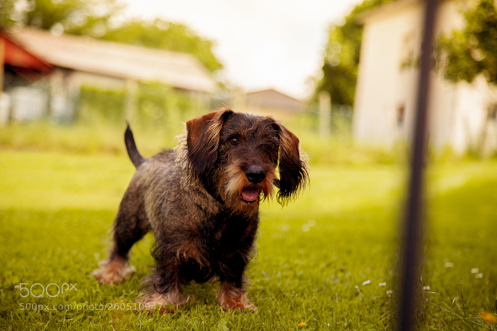Canon EOS 5D Mark II sample photo. The hairy litte dog photography