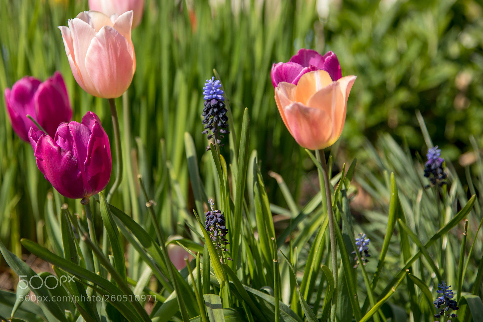 Canon EOS 5D Mark IV sample photo. Tulips photography