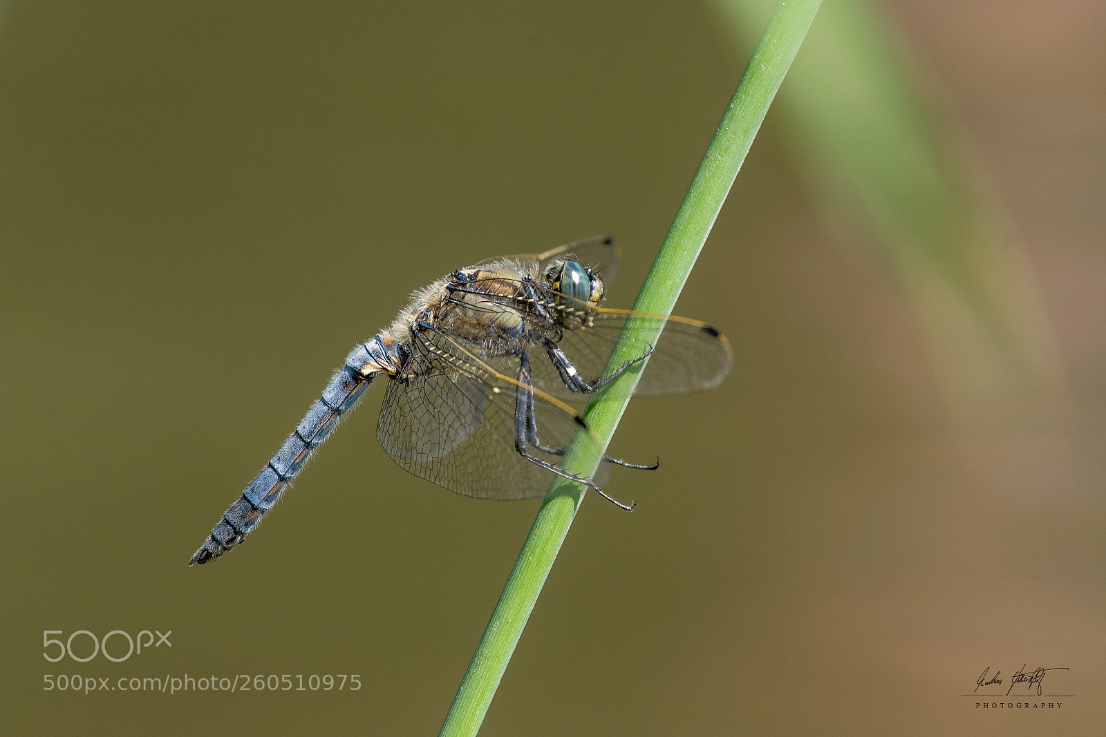 Pentax K-3 II sample photo. Orthetrum cancellatum - gro photography