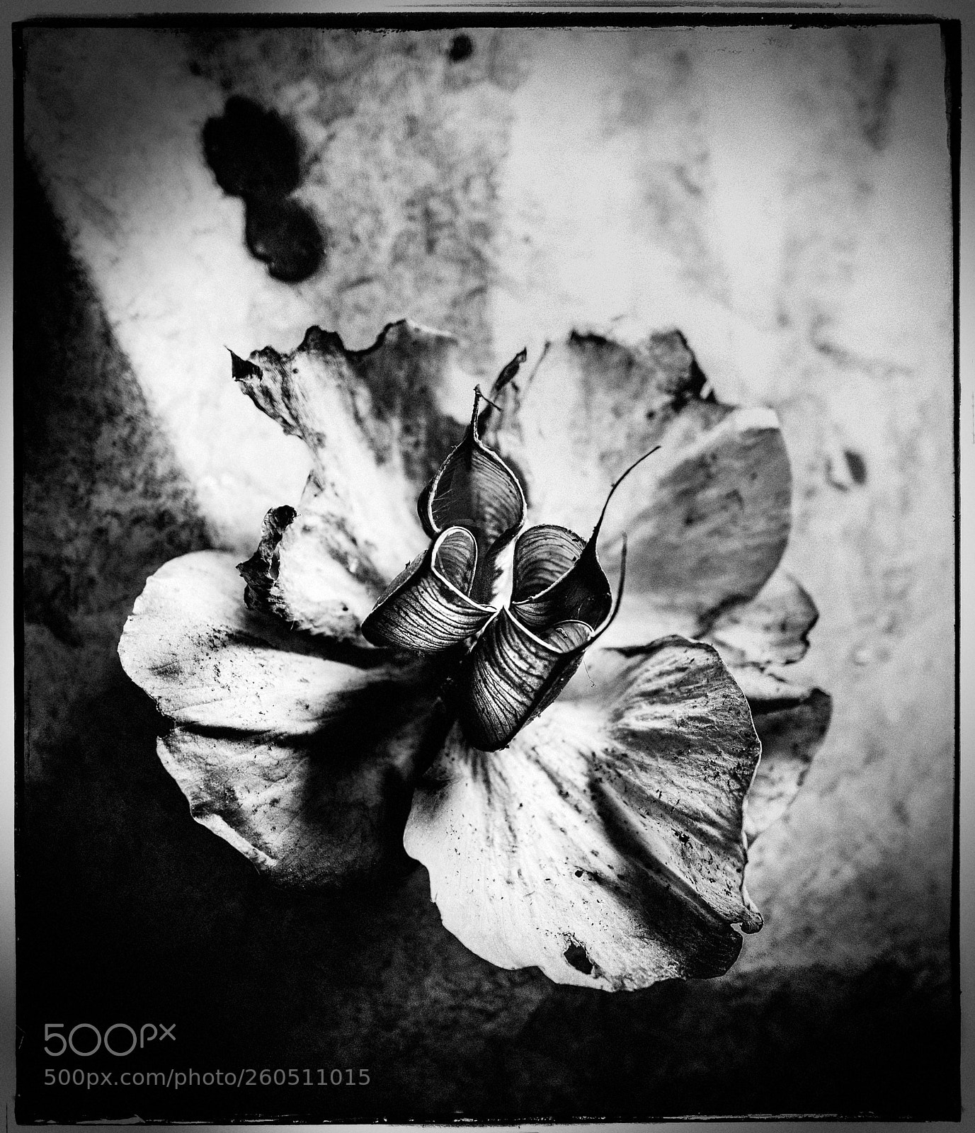 Sony a7 sample photo. Hellebore seed stage photography