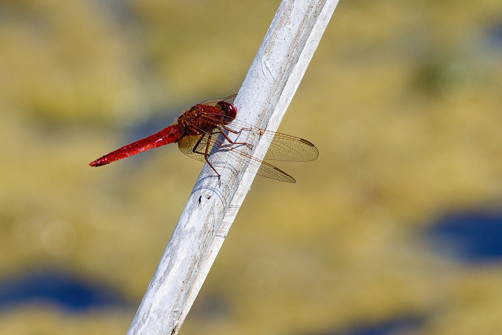 Canon EOS 600D (Rebel EOS T3i / EOS Kiss X5) sample photo. Img photography