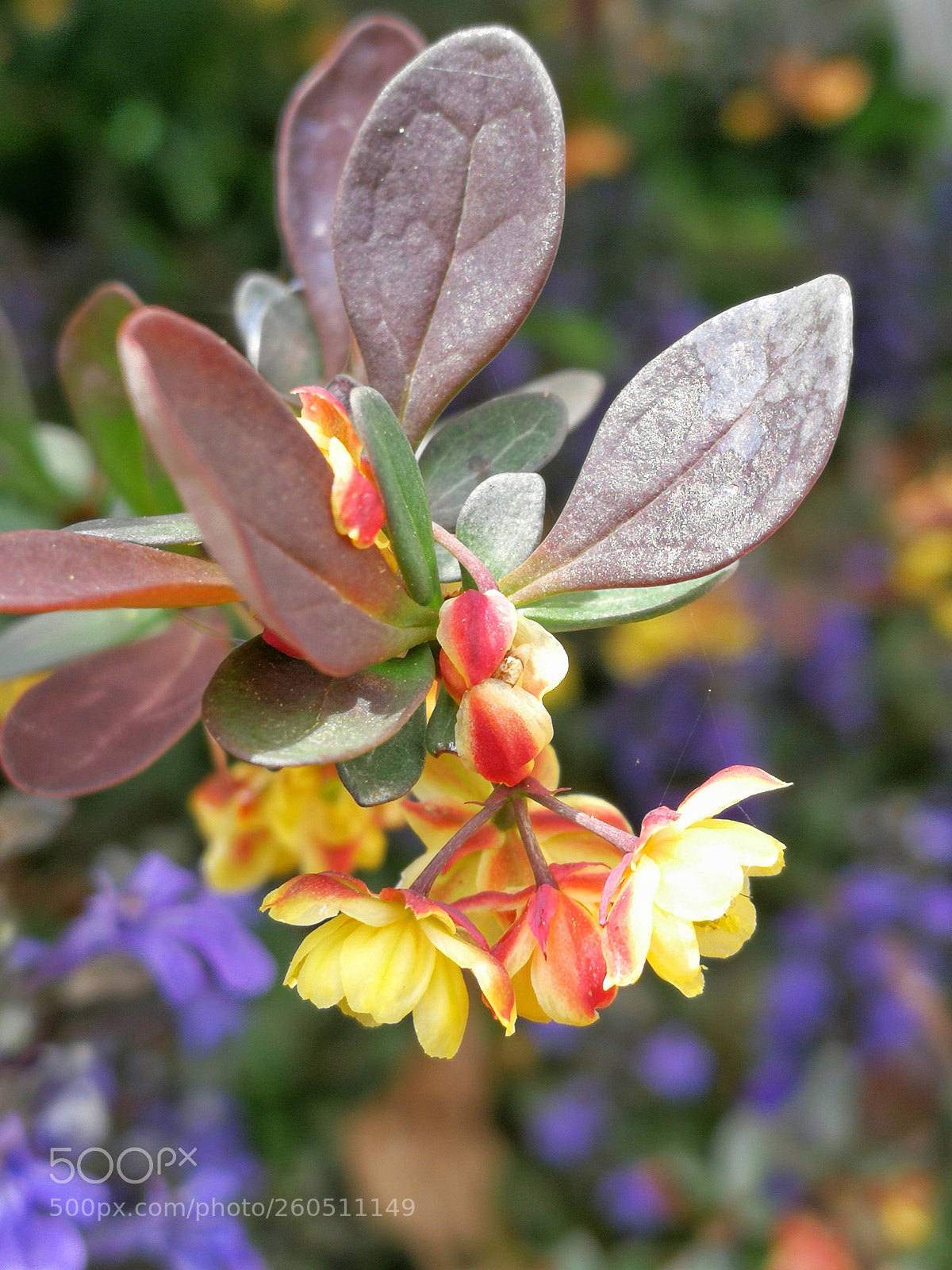 HUAWEI P10 sample photo. Japanese barberry photography