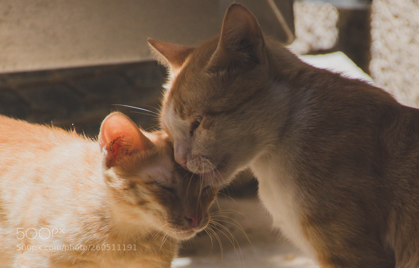 Nikon D7000 sample photo. Mother's love photography