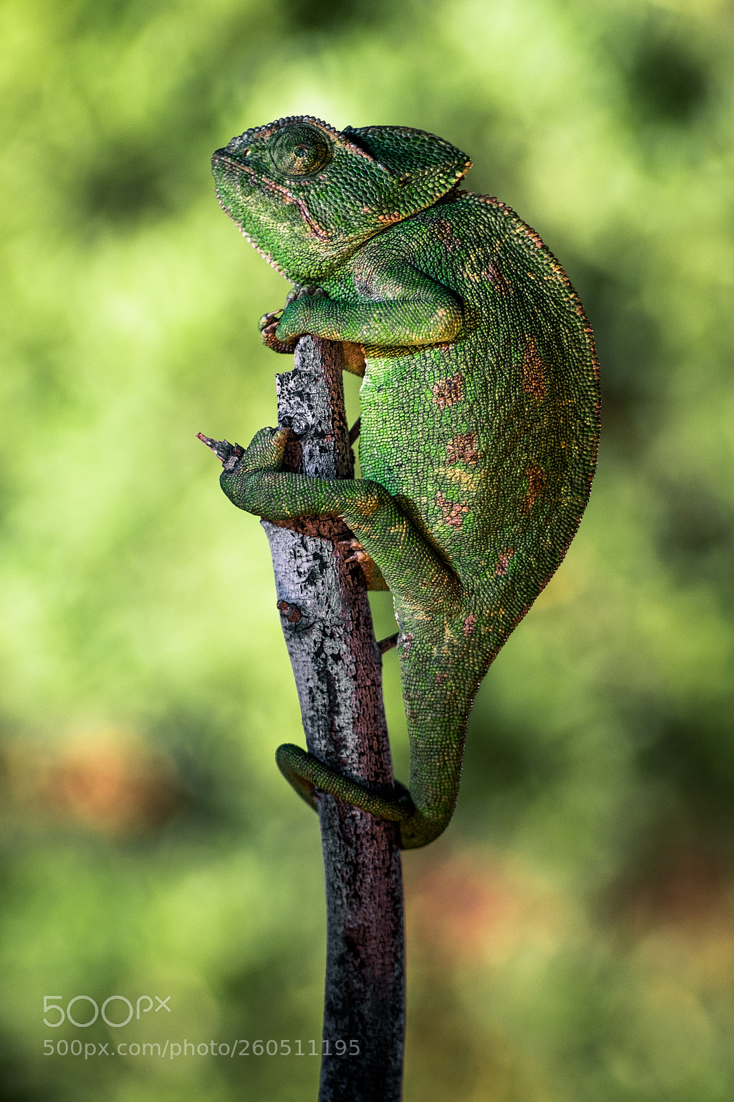 Fujifilm X-T10 sample photo. Chamaeleo chamaeleon in your photography