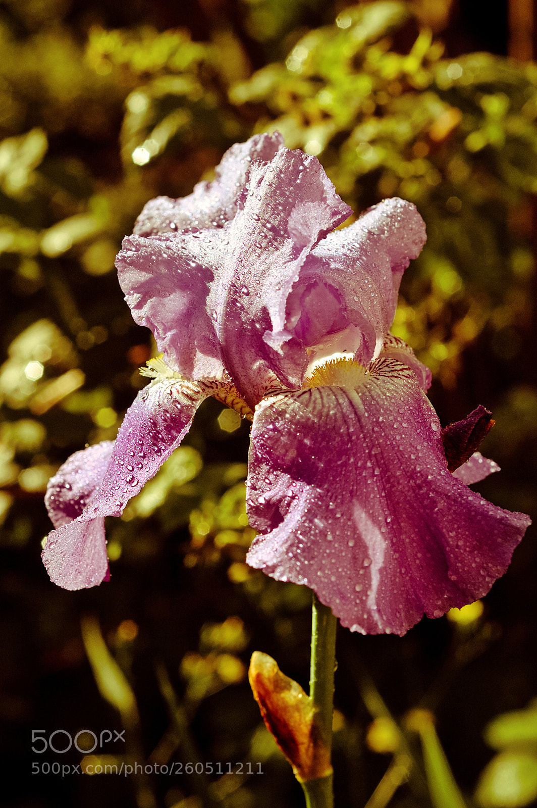 Nikon D70s sample photo. Iris photography