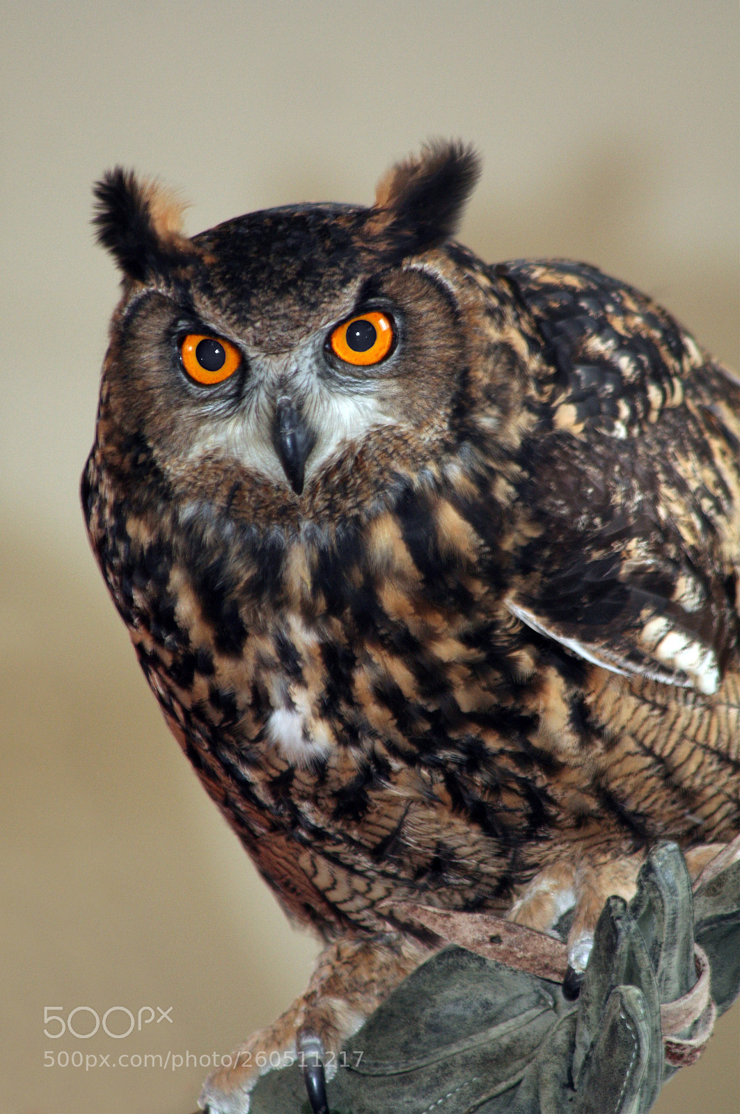 Canon EOS 350D (EOS Digital Rebel XT / EOS Kiss Digital N) sample photo. Large owl photography