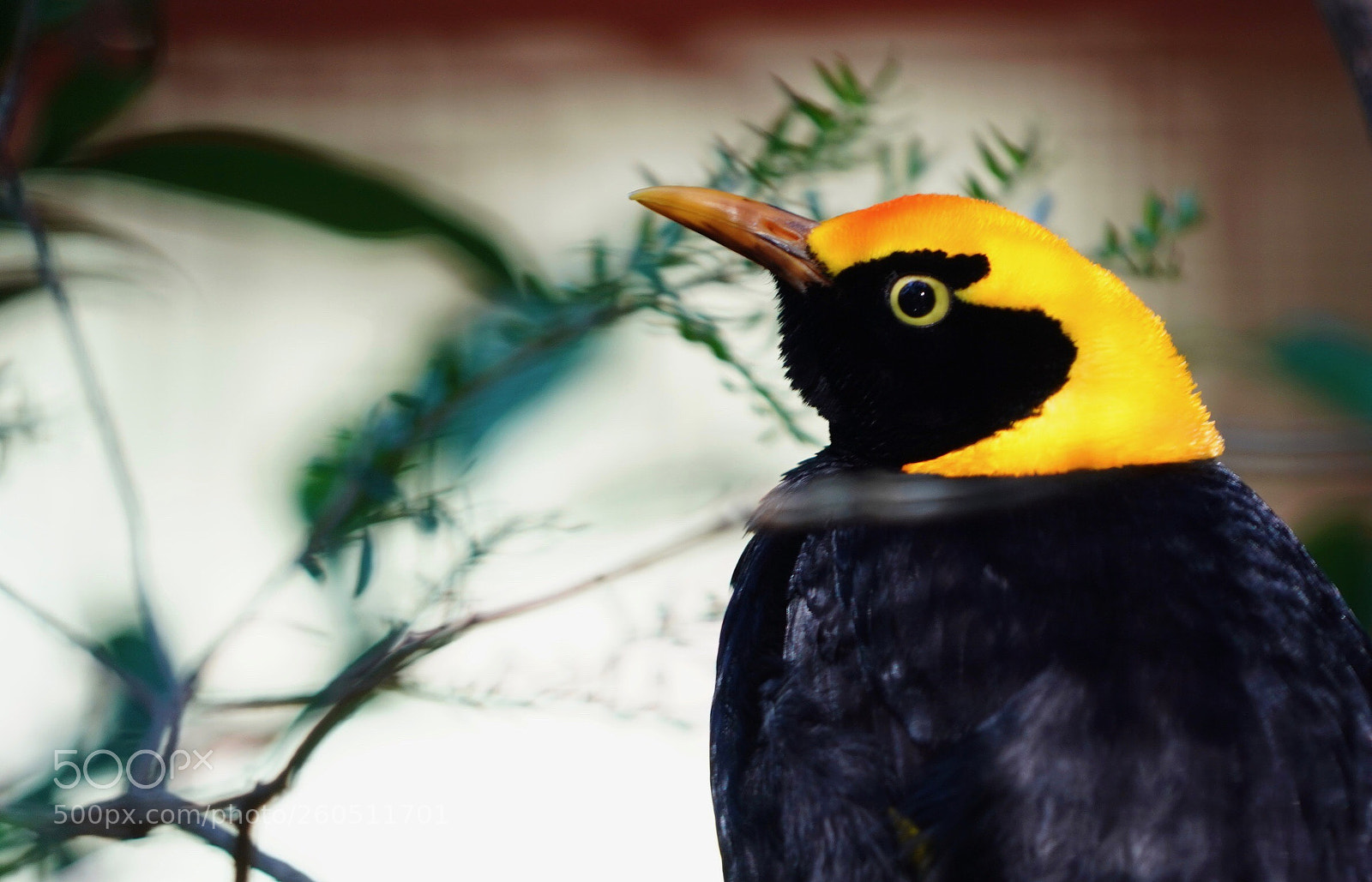 Sony a9 sample photo. Cute photography