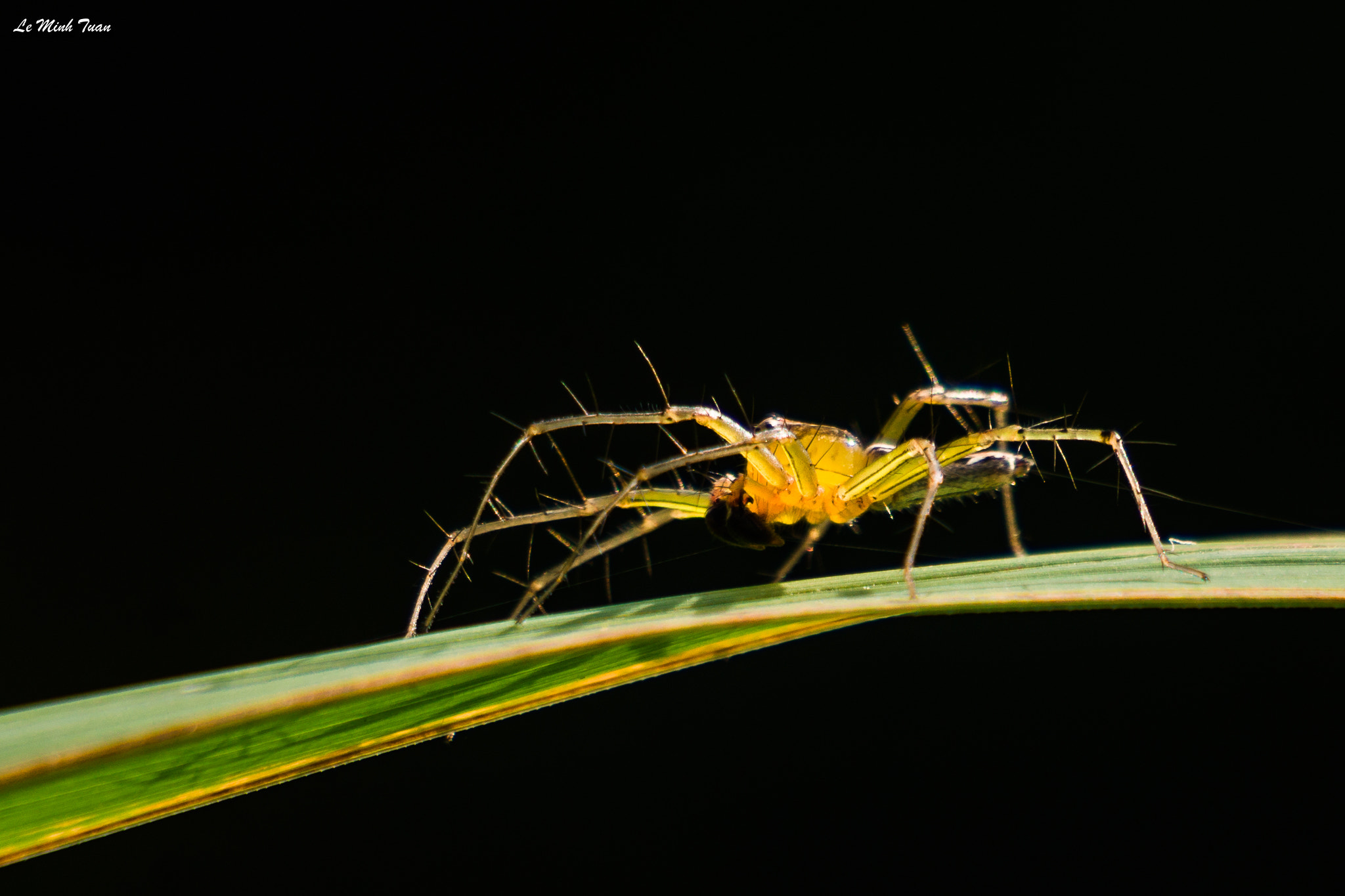 Sony Alpha NEX-7 sample photo. Grass spider photography