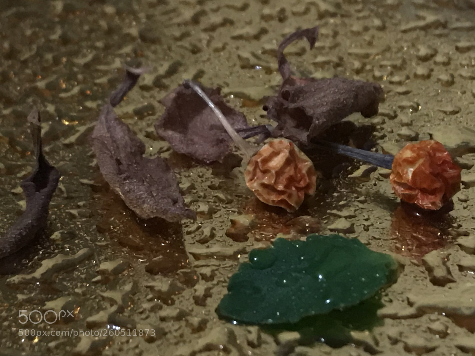 Apple iPhone 7 Plus sample photo. Untitled photography