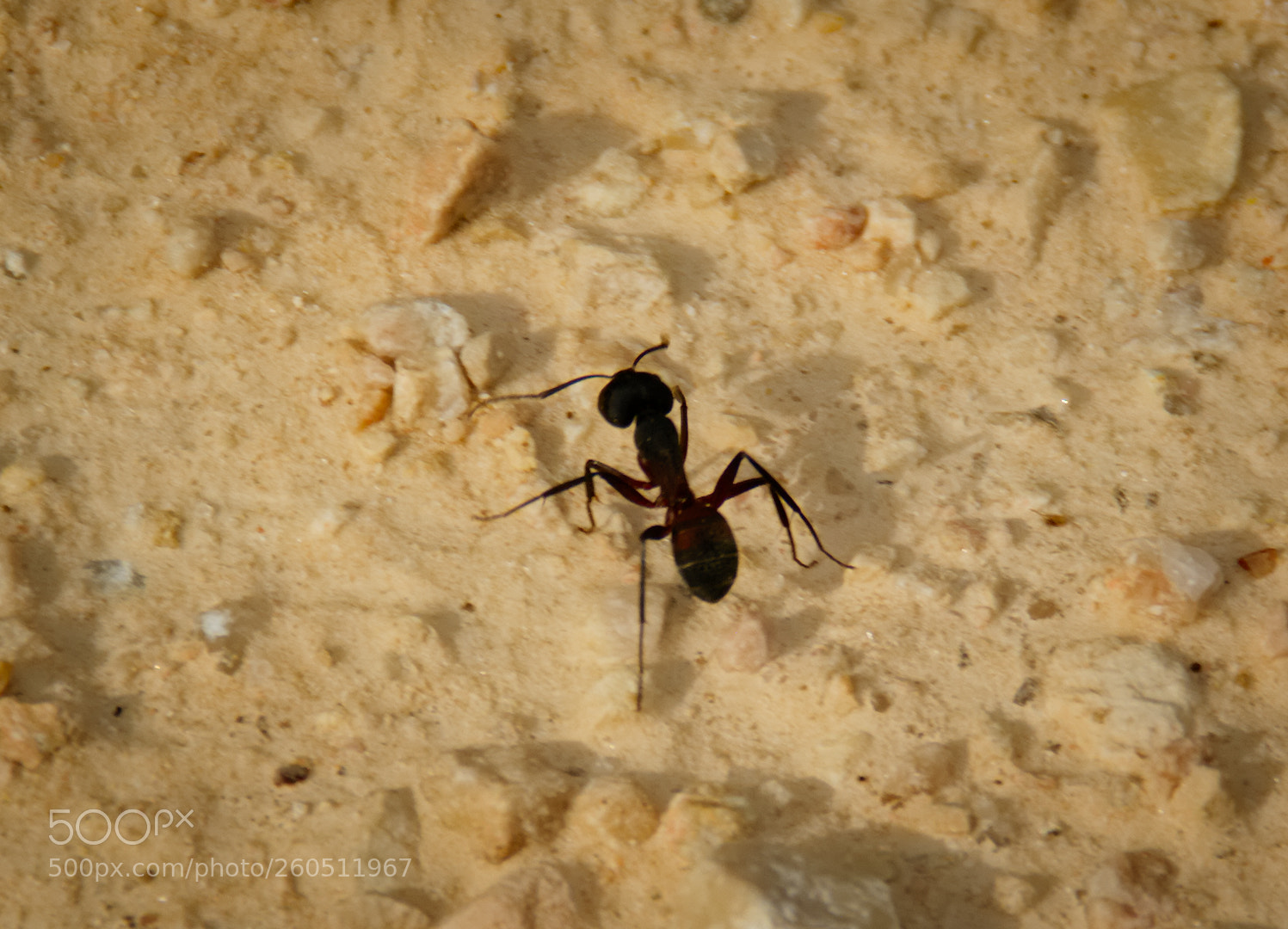 Pentax K10D sample photo. The ant and its photography
