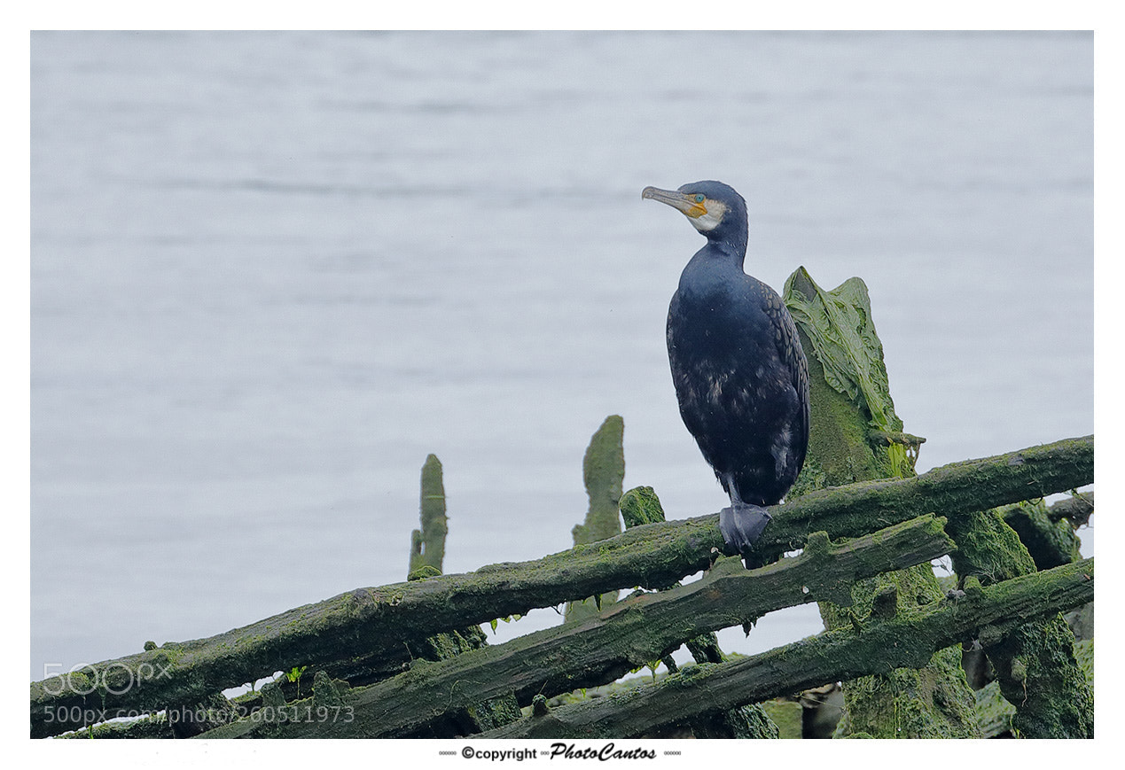 Canon EOS 5D Mark IV sample photo. Cormorán photography