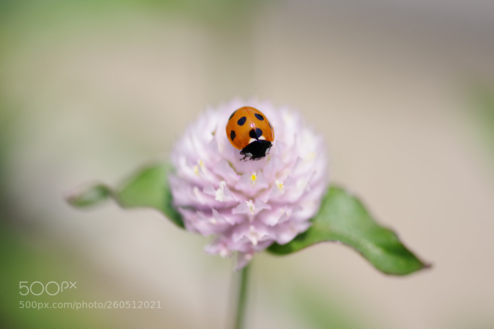 Pentax K-70 sample photo. Untitled photography
