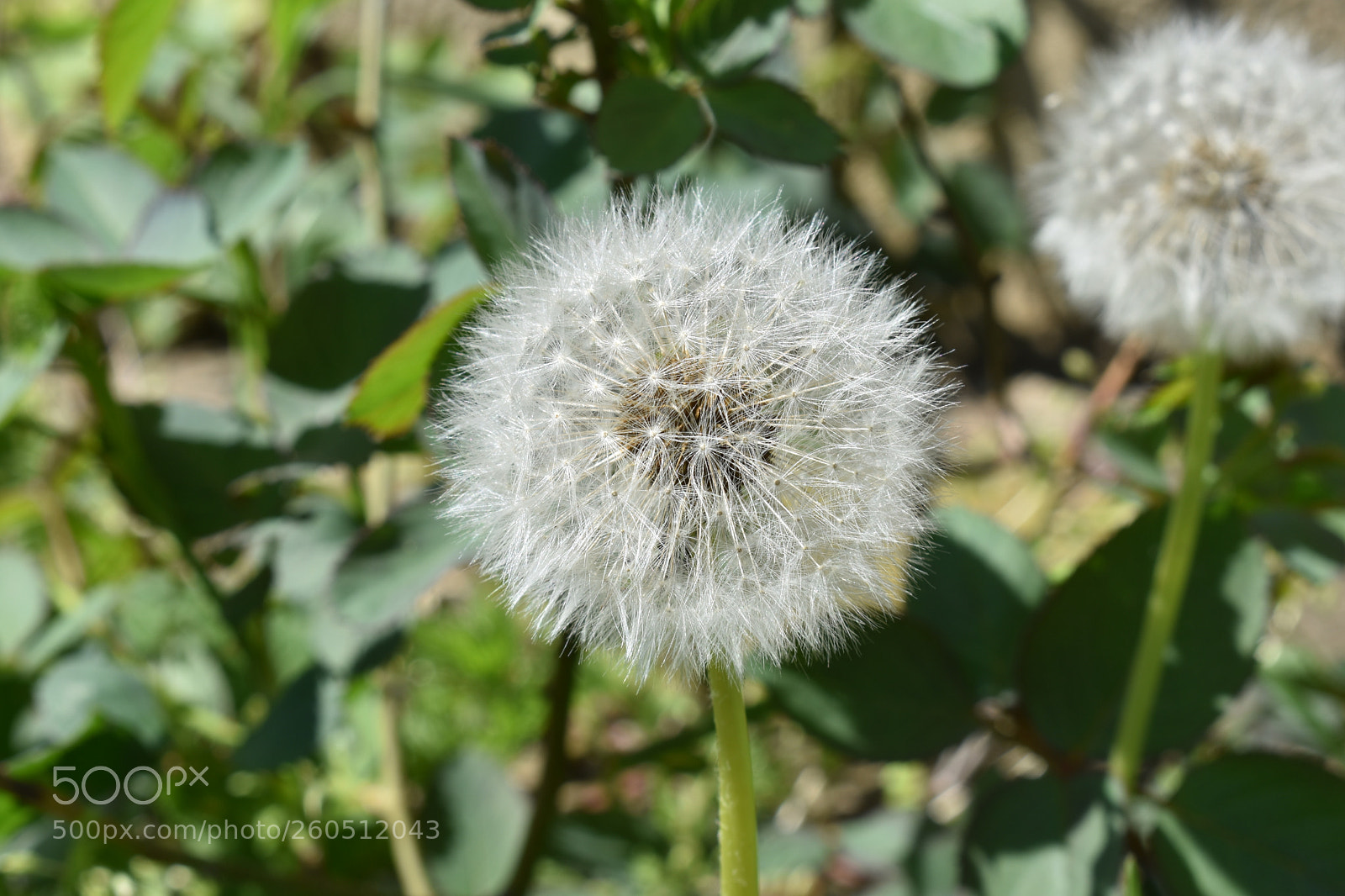 Nikon D3400 sample photo. Dsc photography