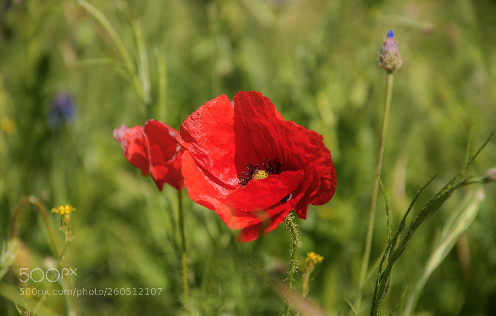 Nikon D7000 sample photo. Poppy photography