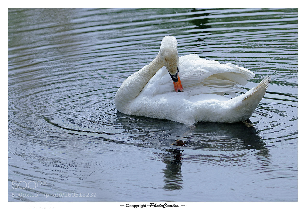 Canon EOS 5D Mark IV sample photo. Ganso photography