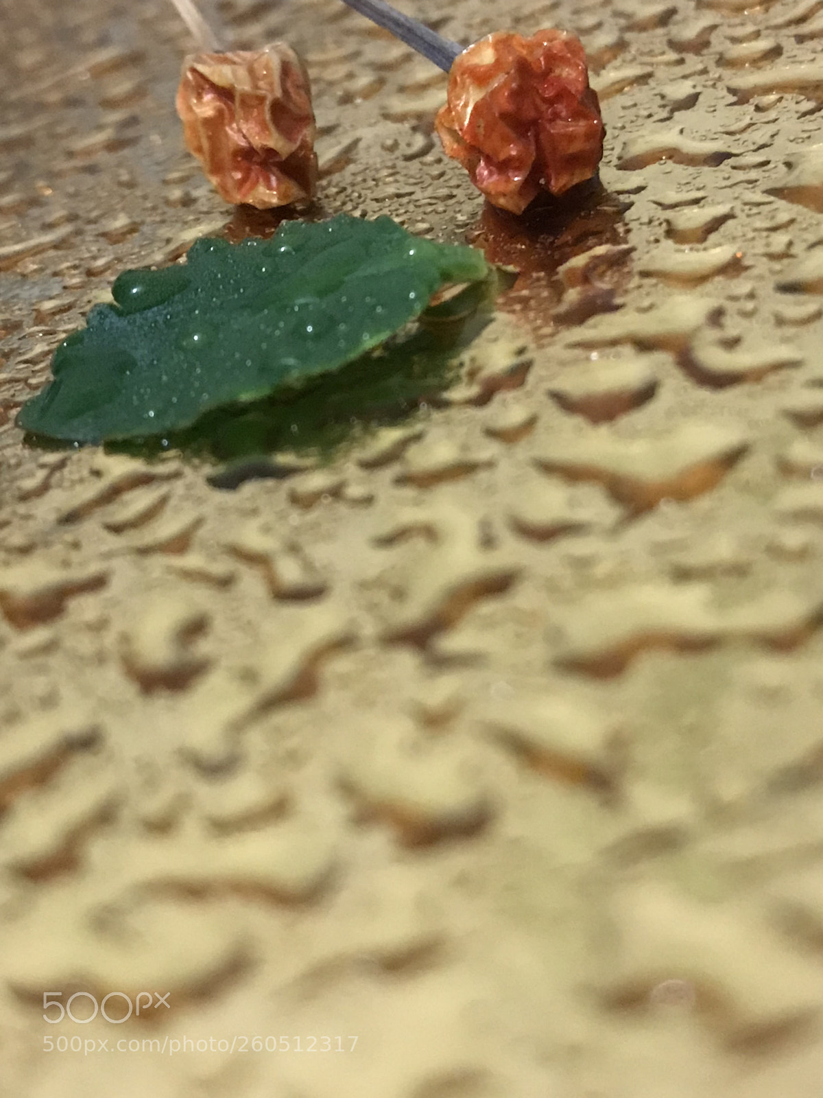 Apple iPhone 7 Plus sample photo. Untitled photography