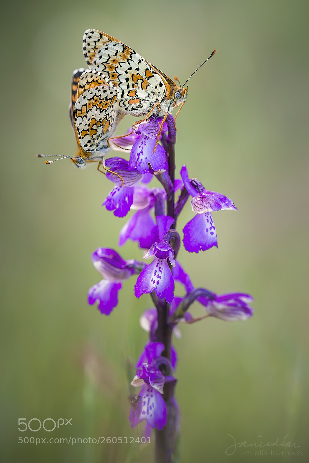 Sony a99 II sample photo. Butterflies mating on orchid photography