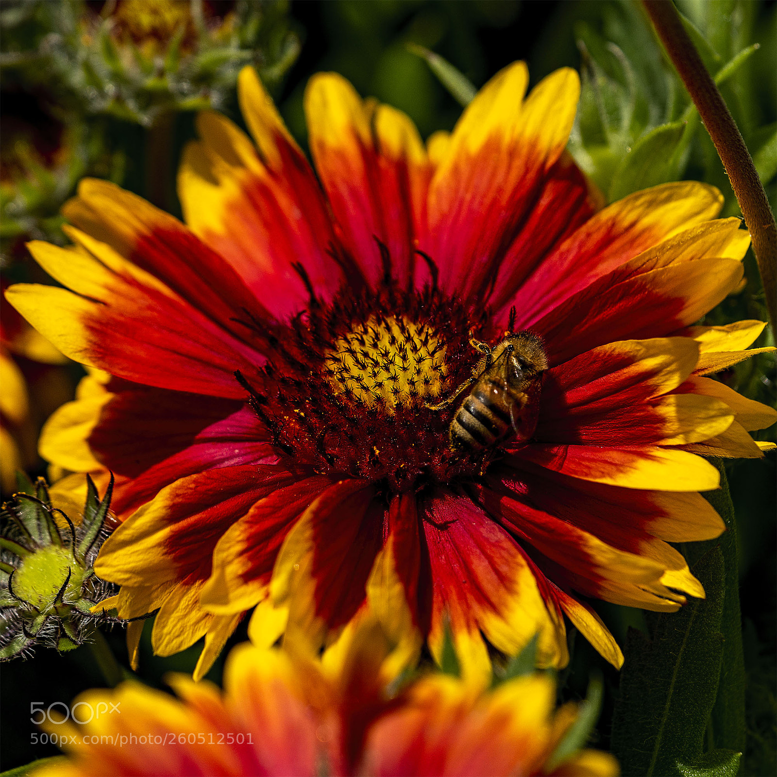 Sony a6300 sample photo. Blüten 020618-002 photography