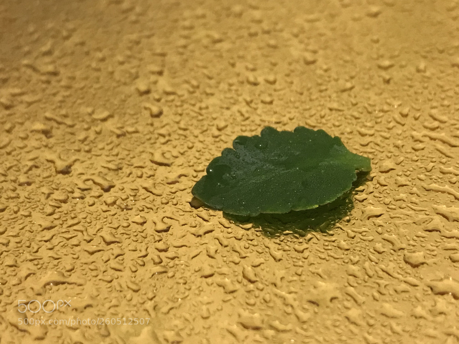 Apple iPhone 7 Plus sample photo. Untitled photography