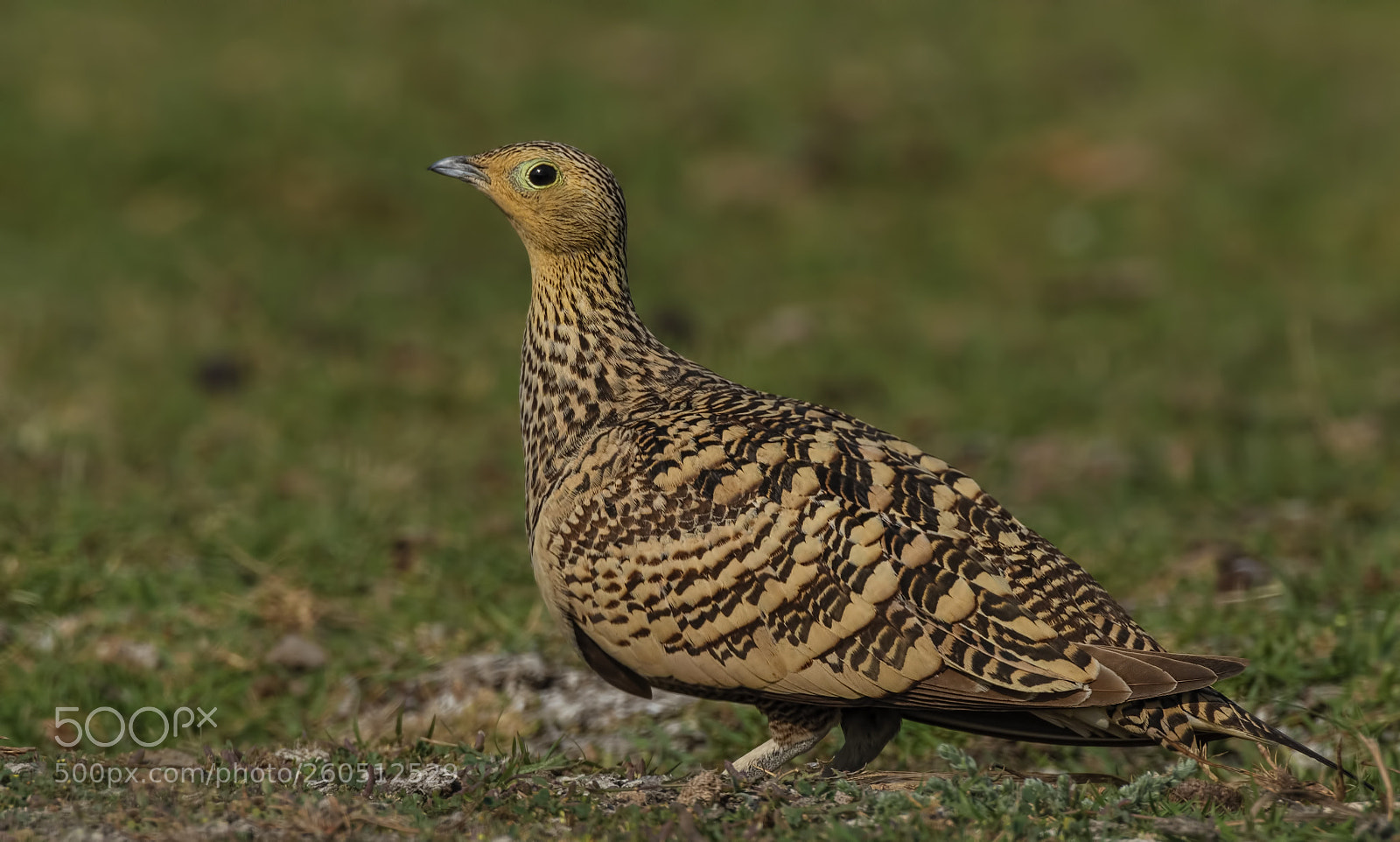 Nikon D500 sample photo. Chestnut bellied sandgrouse female photography